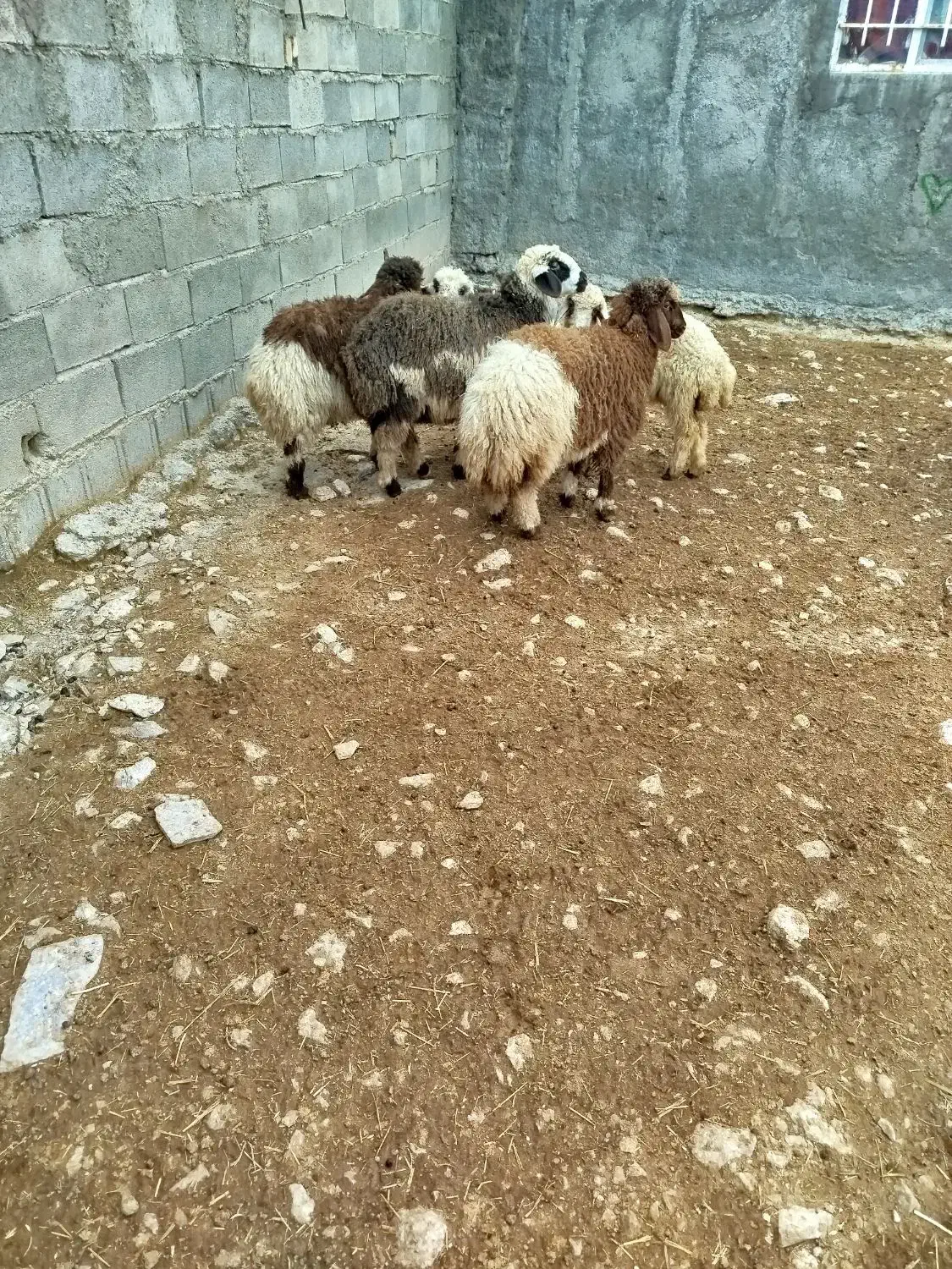 گوسفند بابره|حیوانات مزرعه|سرپل ذهاب, |دیوار