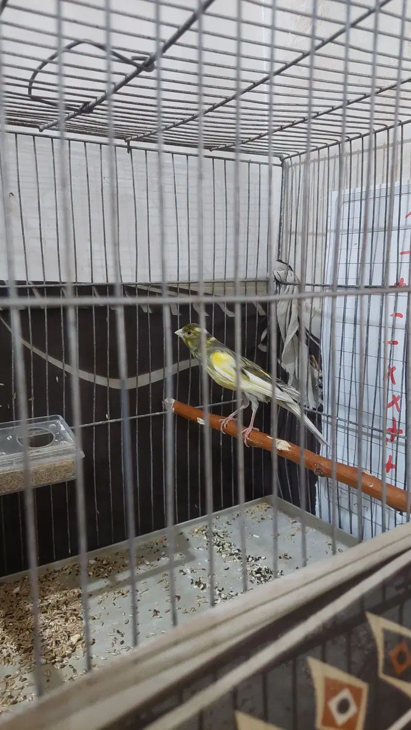 قناری نر، ریزه خونی میکنه|پرنده|کاشان, ولی سلطان|دیوار