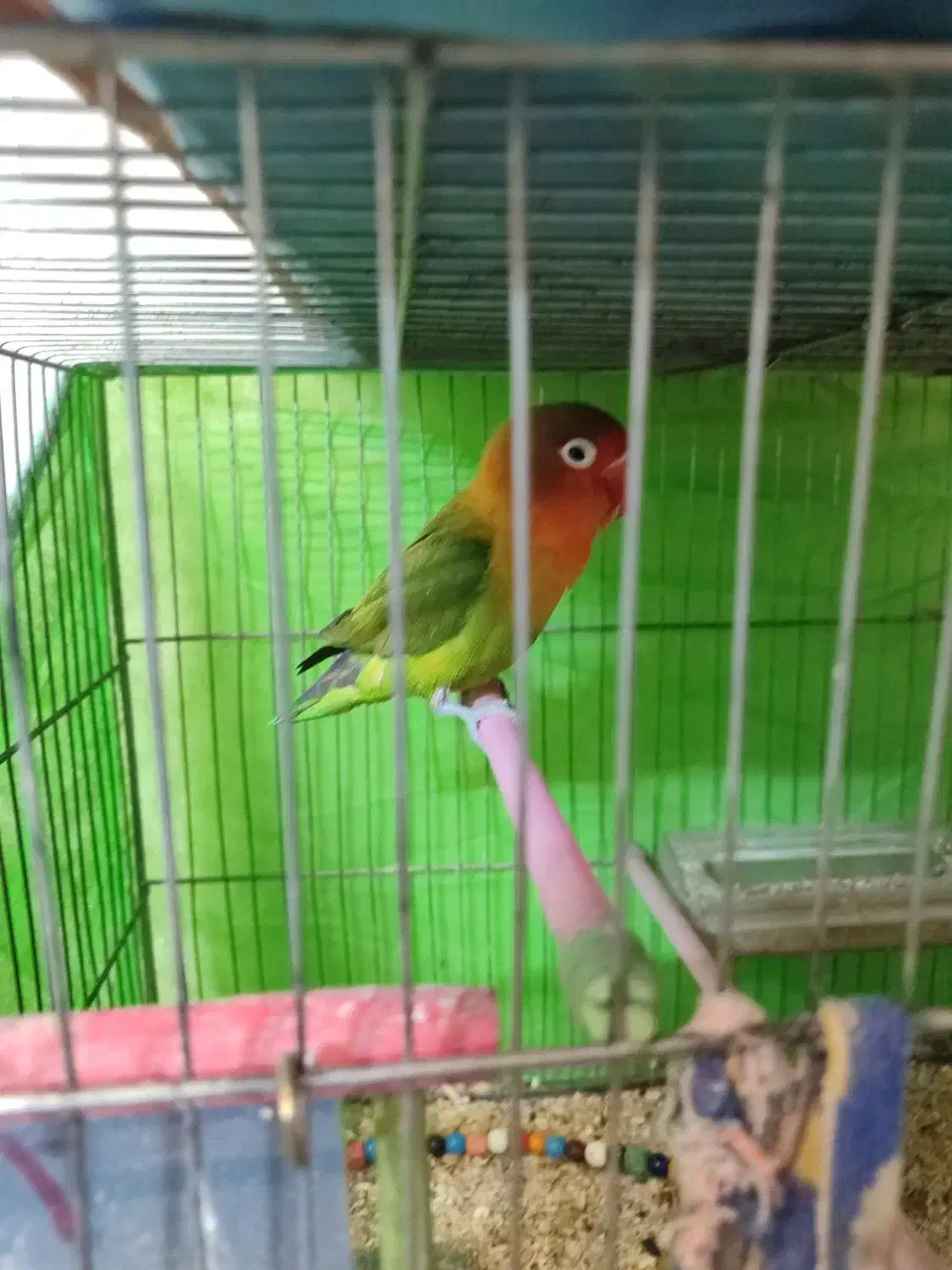 یه جفت پرنده با قفس و لوازم|پرنده|ملایر, |دیوار