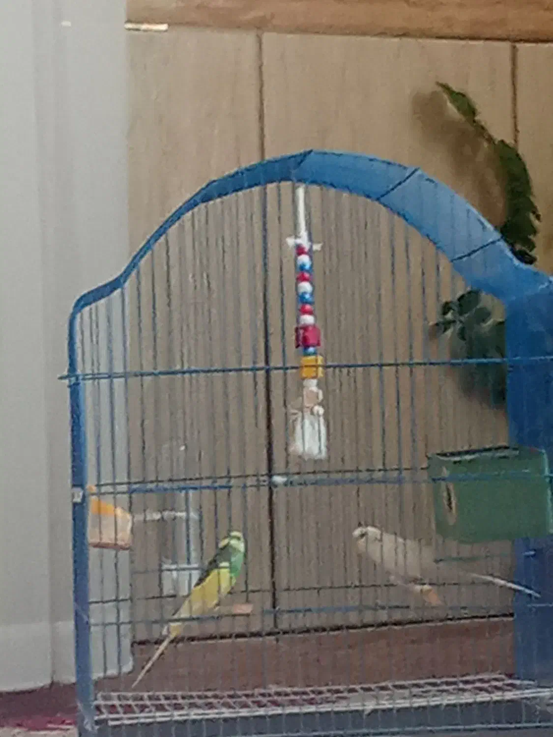 مرغ عشق سالم|پرنده|سقز, |دیوار