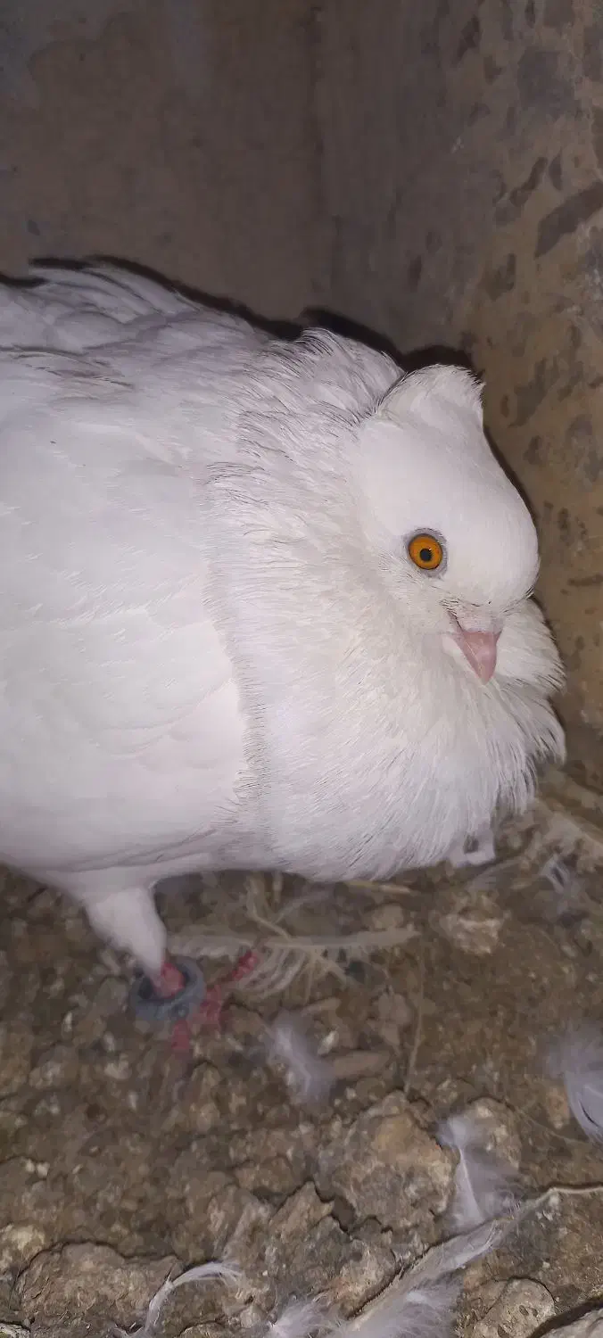 کبوتر کاکولی سفید|پرنده|خمینی‌شهر, |دیوار