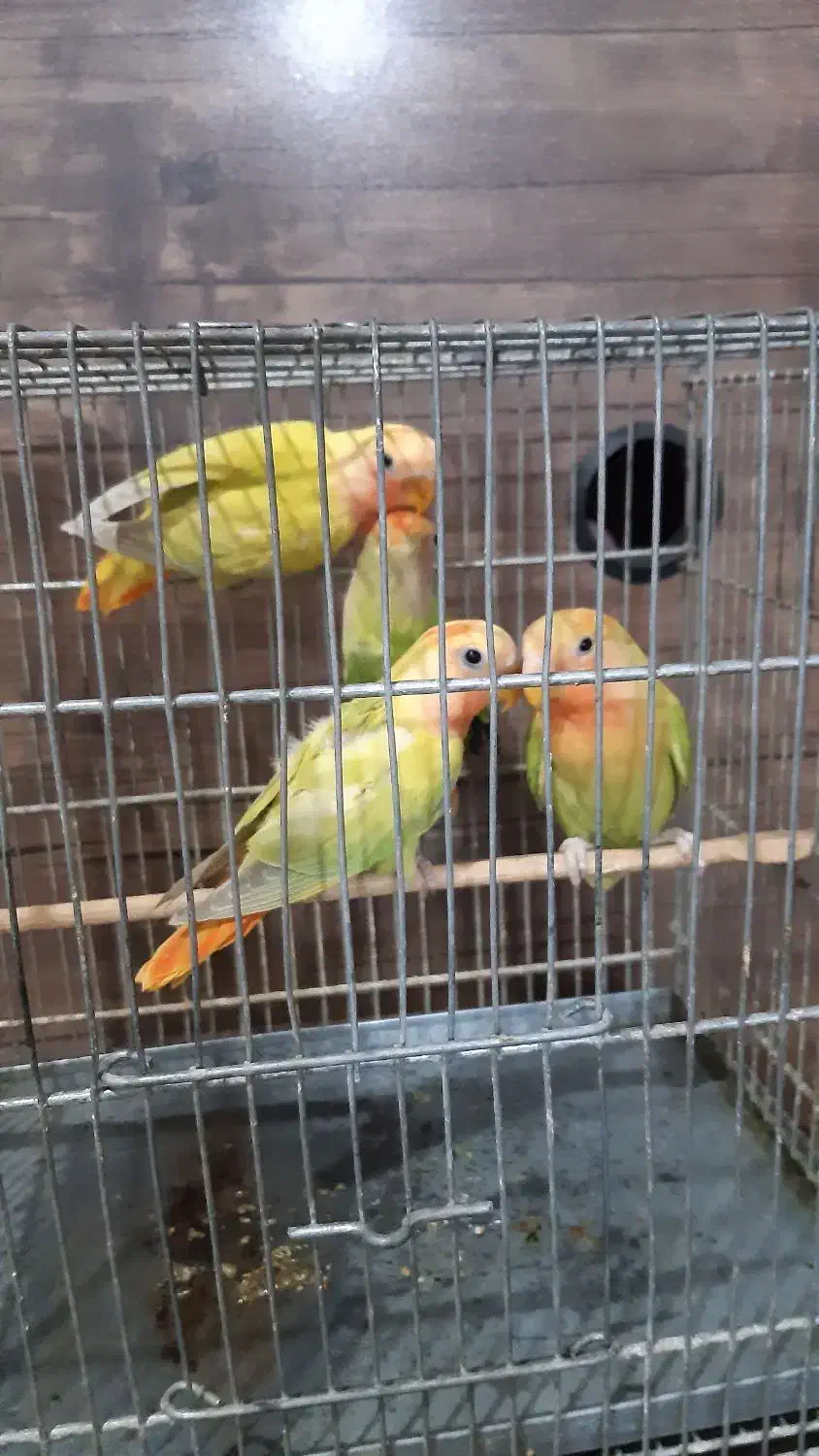 طوطی‌برزیلی|پرنده|قدس, شهر‌قدس|دیوار