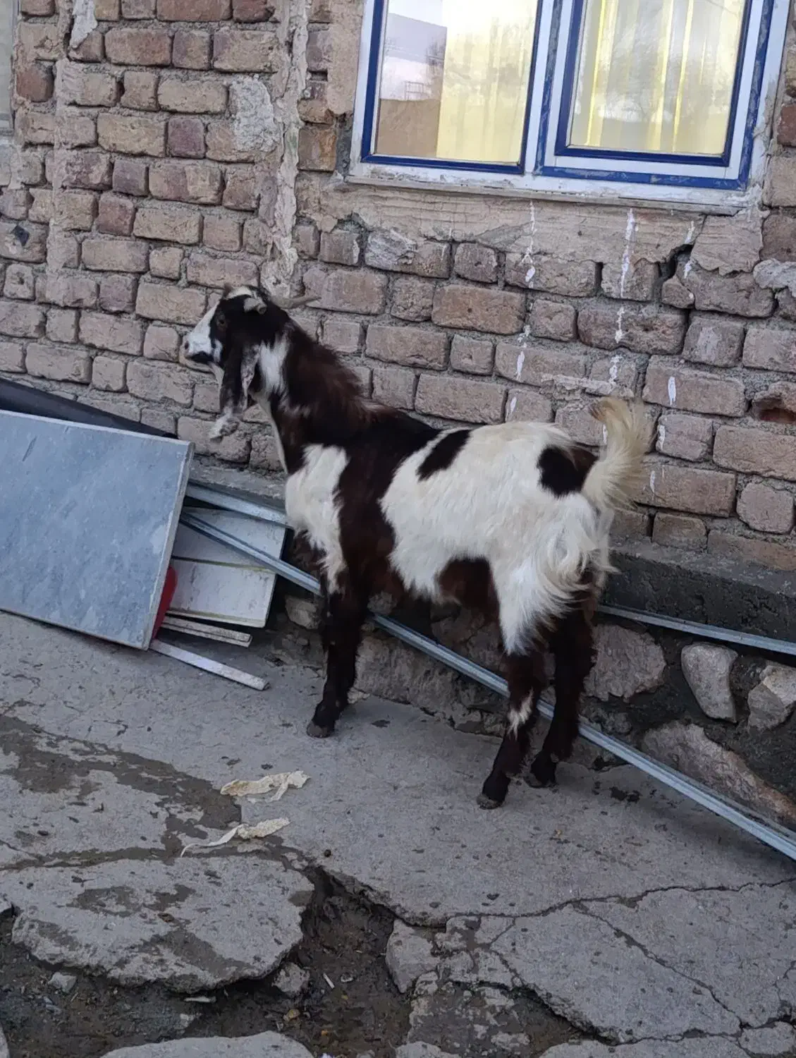 بزغاله پاکستانی|حیوانات مزرعه|کرمانشاه, |دیوار