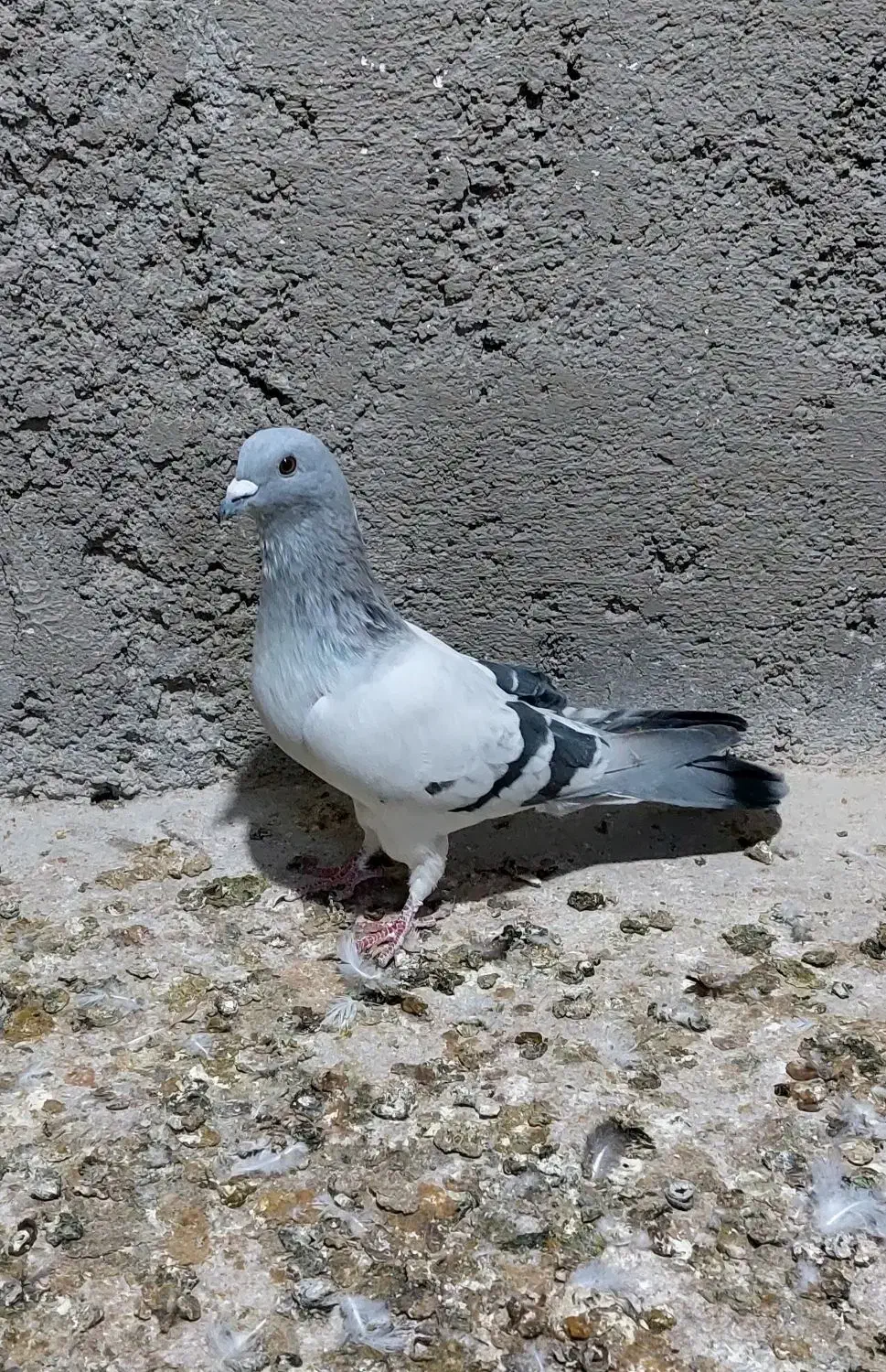 تعداد ۵ عدد کبوتر رنگی پرشی|پرنده|محمدیه-قزوین, |دیوار