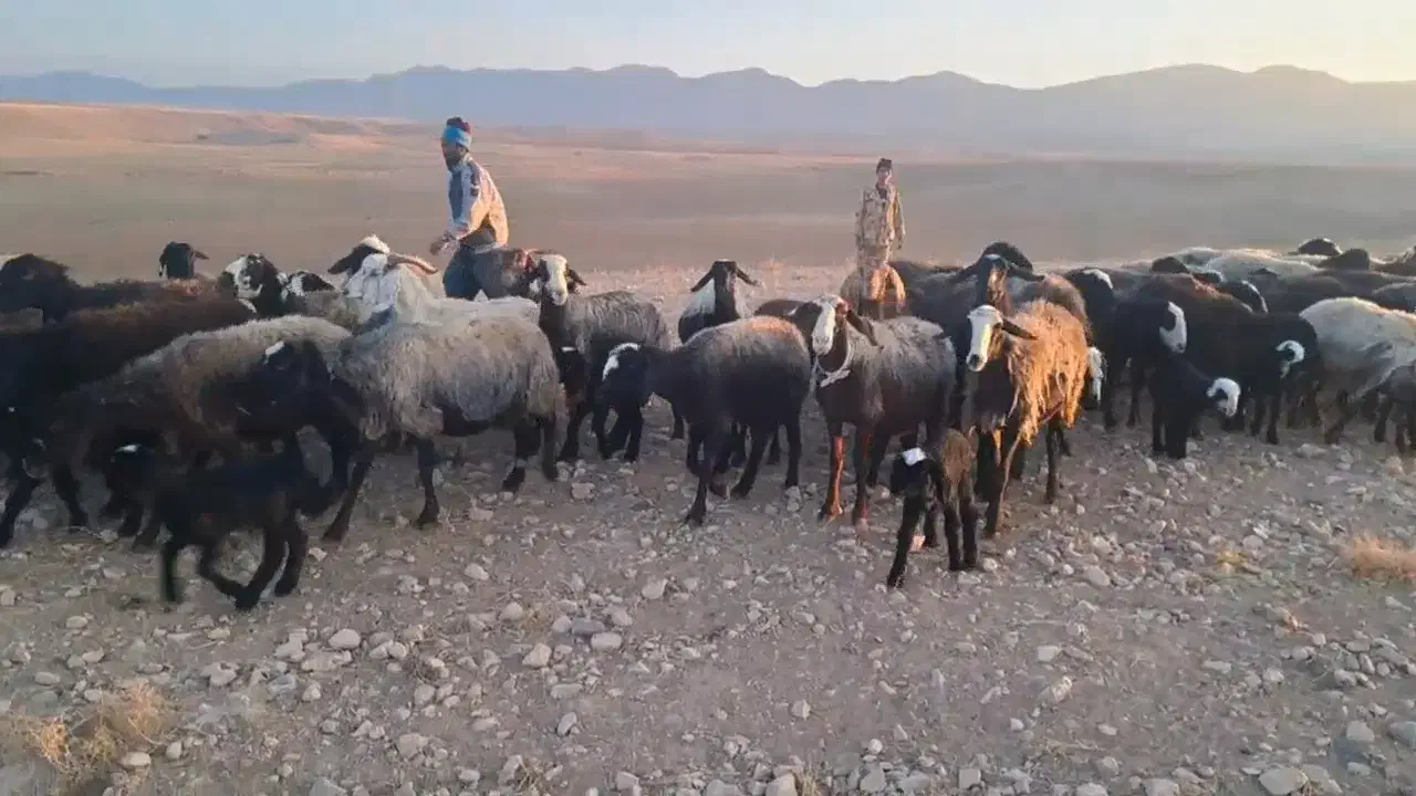 میش گوسفند بره دار جوان شال سالم|حیوانات مزرعه|آبگرم, |دیوار