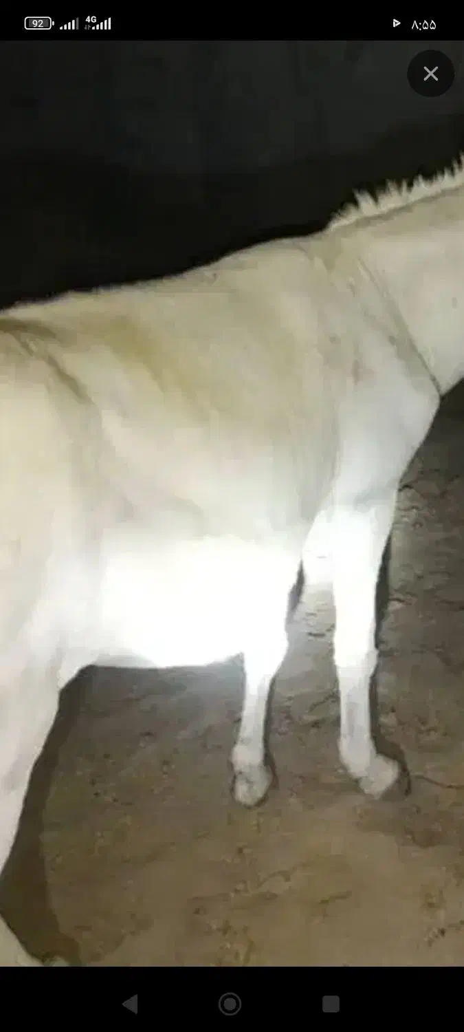 فروش الاغ ۴سال بشرط|حیوانات مزرعه|کوهمره, |دیوار