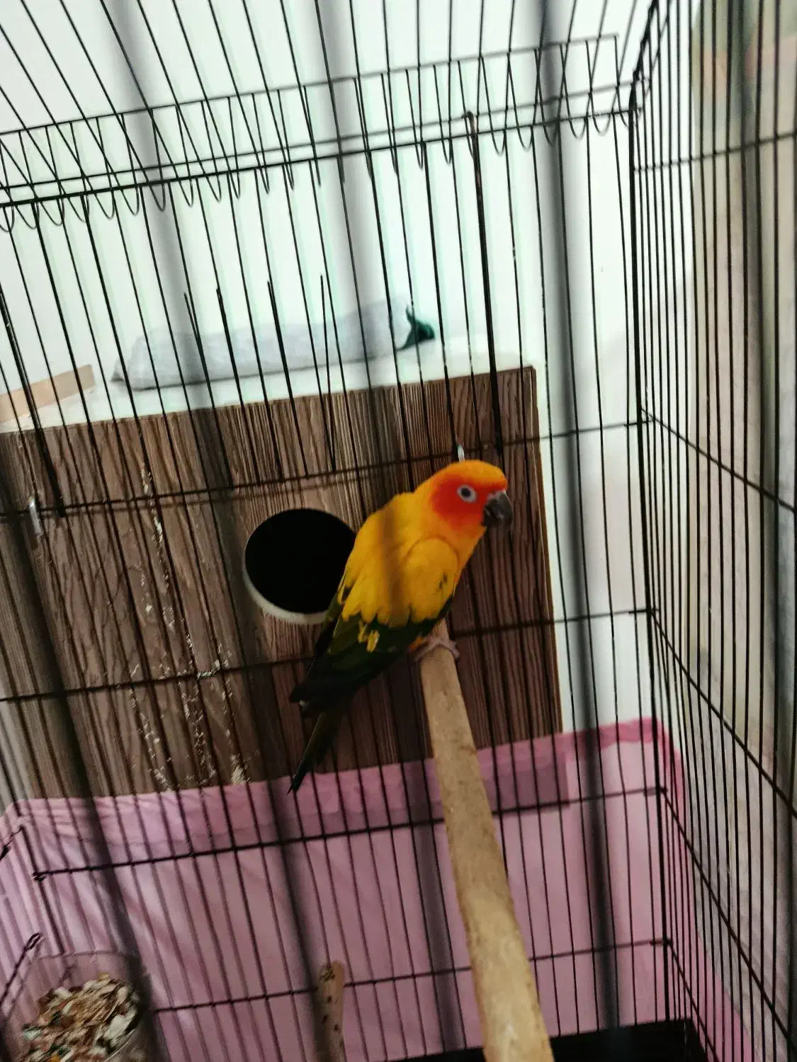 یک جفت خورشیدی مولد|پرنده|ارومیه, |دیوار