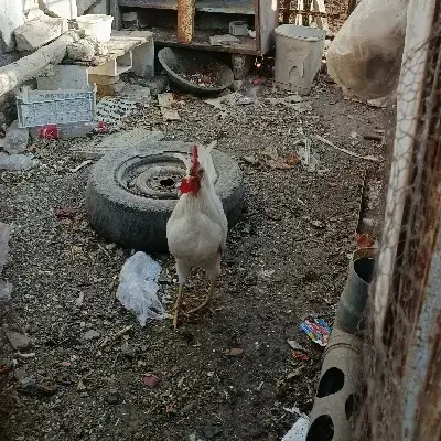 خروس|حیوانات مزرعه|مشهد, ویلاشهر|دیوار