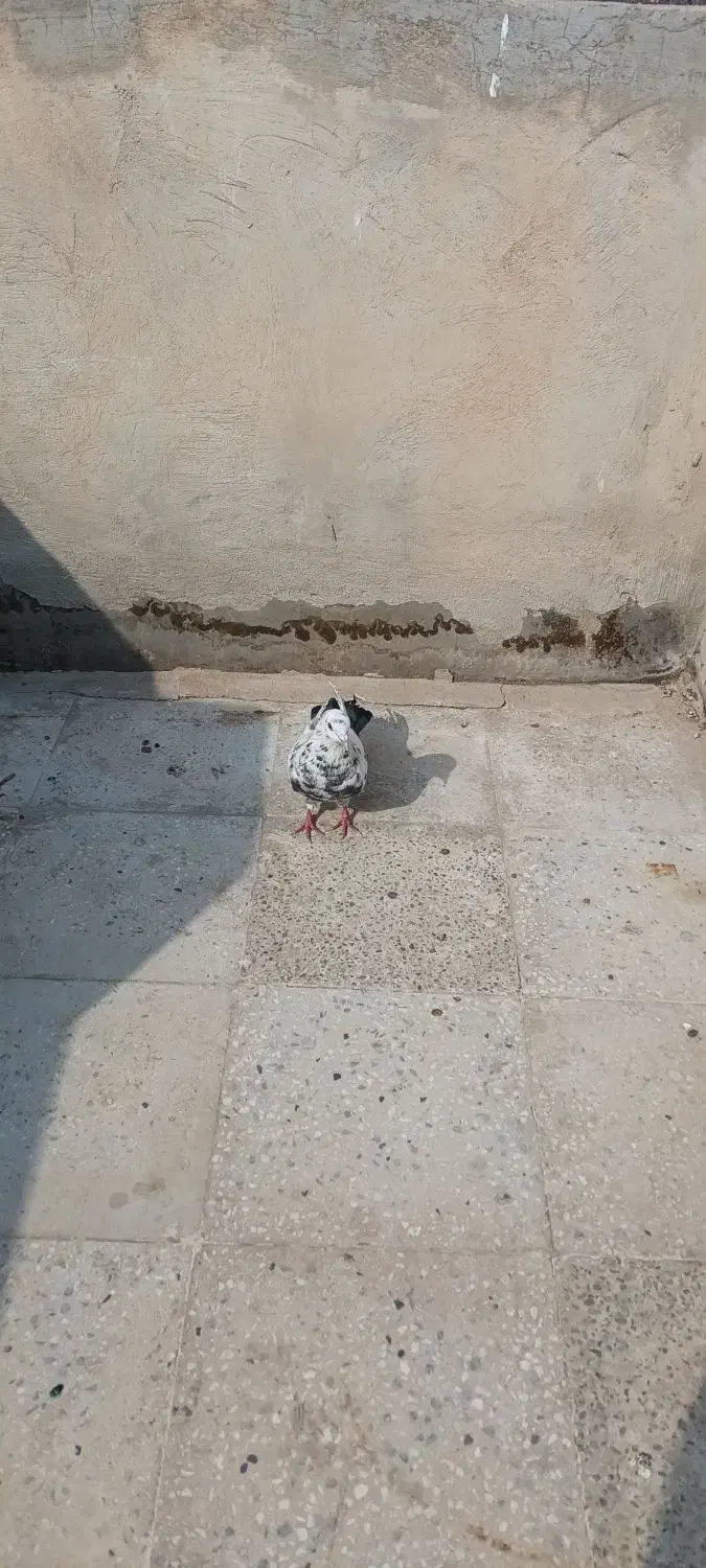 کفتر پرشی|حیوانات|ملارد, |دیوار