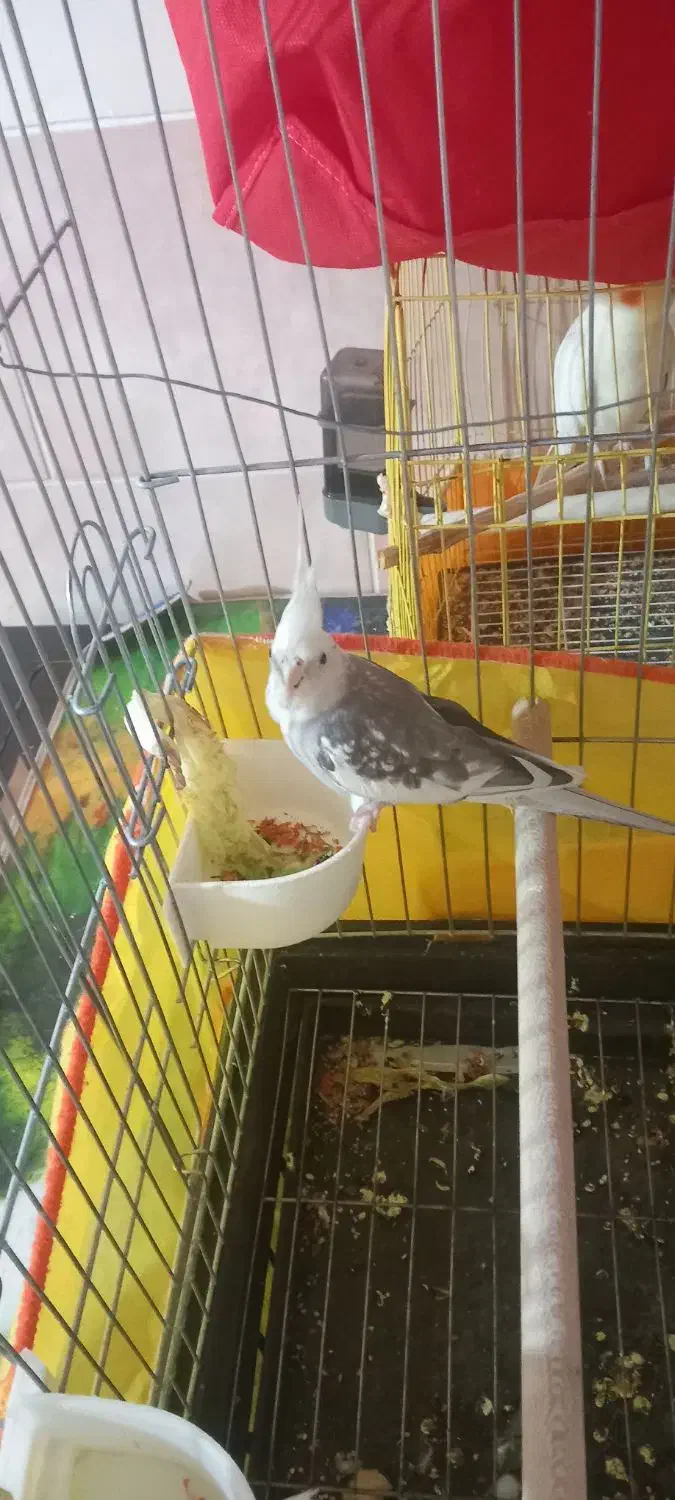 عروس هلندی|پرنده|کرمان, |دیوار