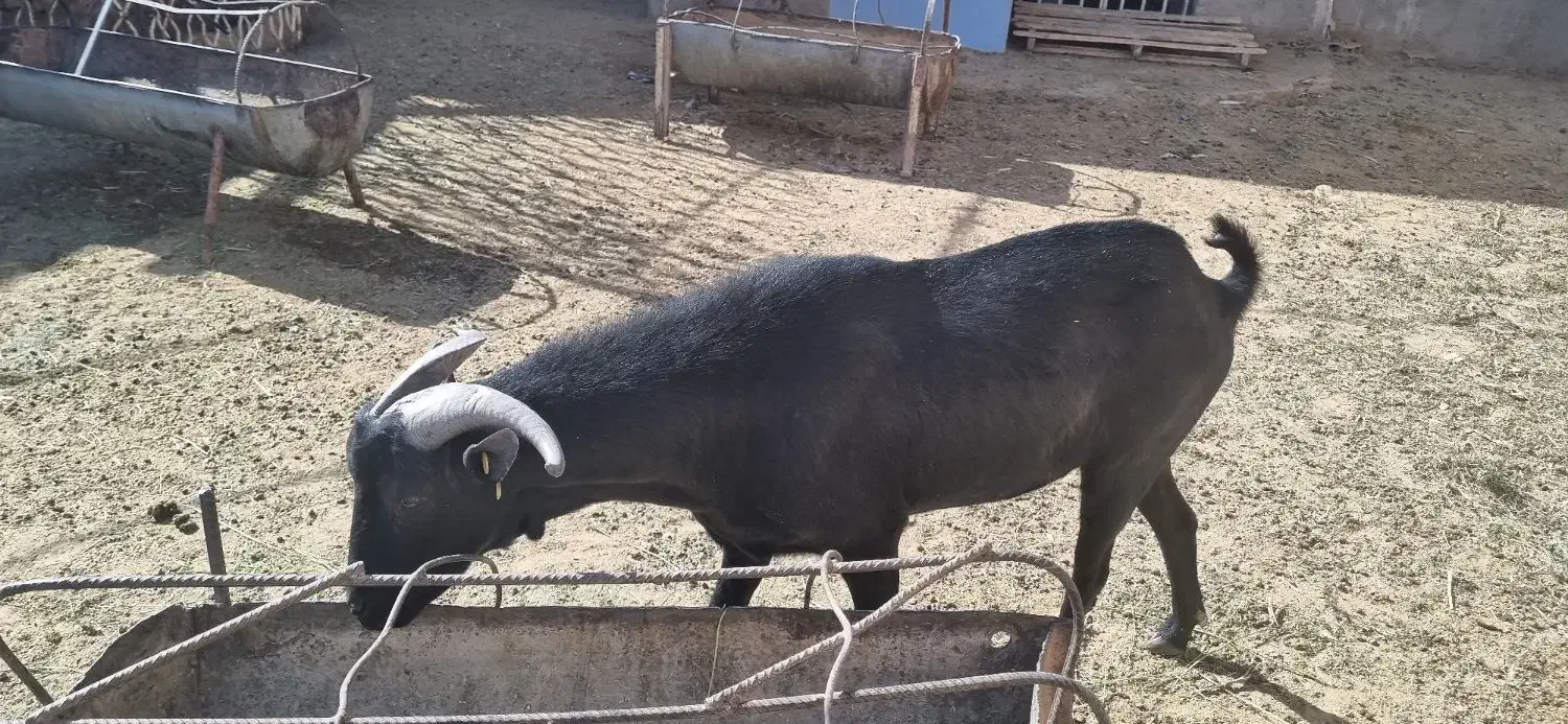 چپیش مورسیا اصل وادراتی|حیوانات مزرعه|زارچ, |دیوار