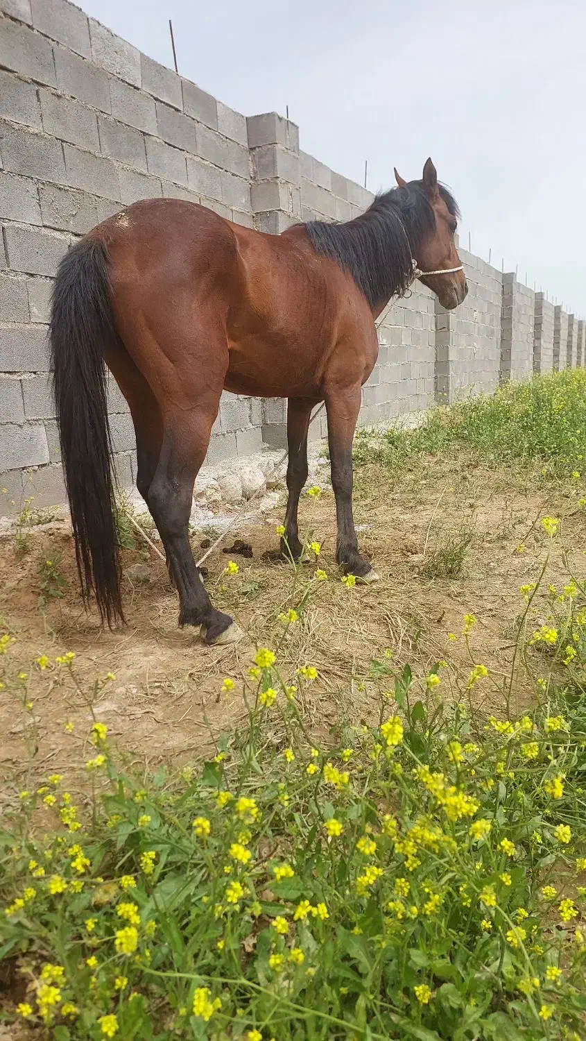 اسب|اسب و تجهیزات اسبسواری|ایذه, |دیوار