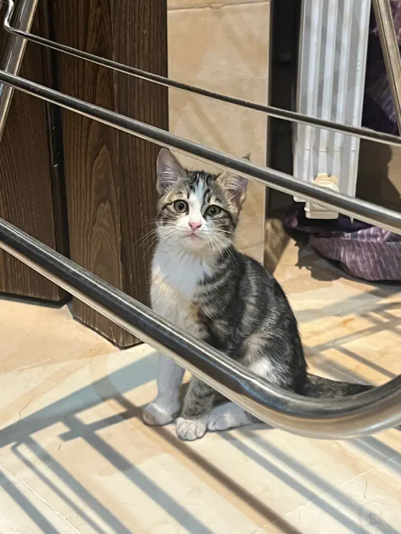 واگذاری گربه|گربه|یزد, |دیوار