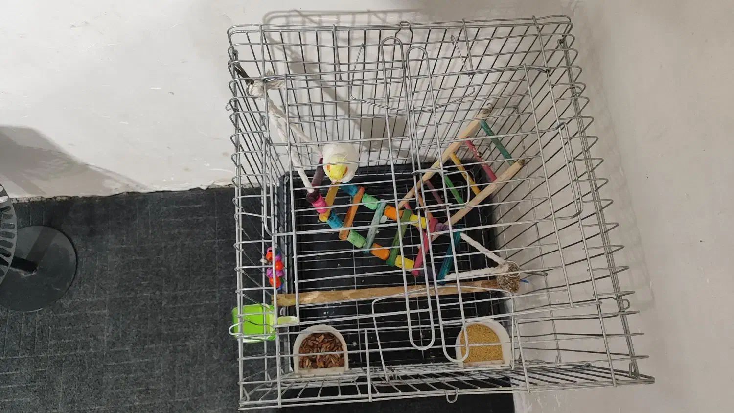 عروس هلندی لوتینو نرباقفس|پرنده|شریفآباد, |دیوار