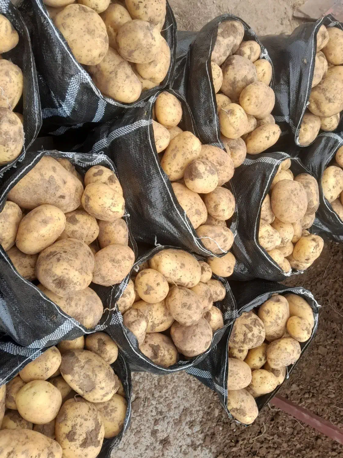 سیب زمینی درجه یک|عمده‌فروشی|قیدار, |دیوار