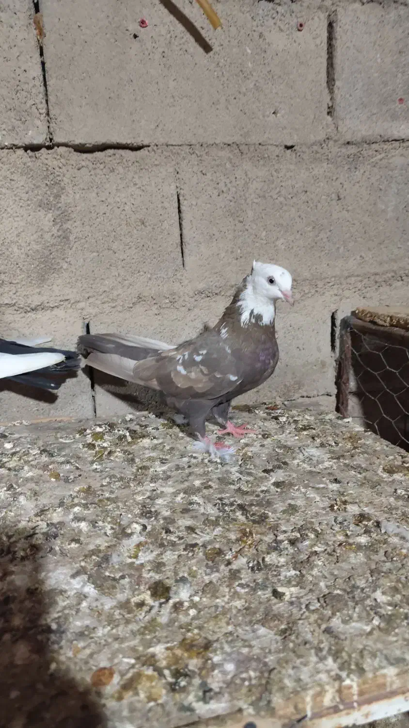 کفتر امیدیه|پرنده|بندر ماهشهر, |دیوار