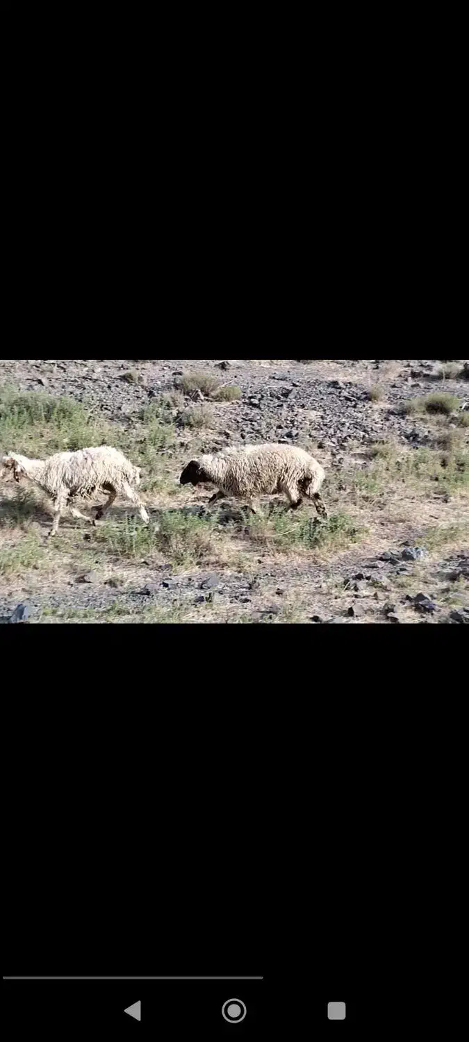 88راس میش چاق کردی کرمانشاهی|حیوانات مزرعه|تربت جام, جامرود|دیوار