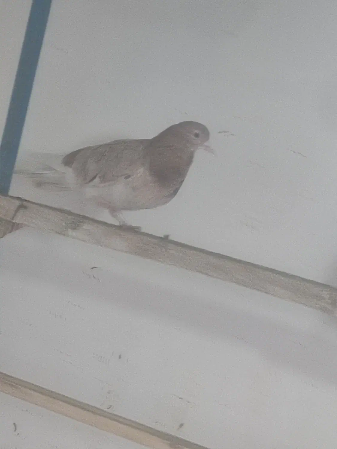 کبوتر فروشی|پرنده|پیرانشهر, |دیوار