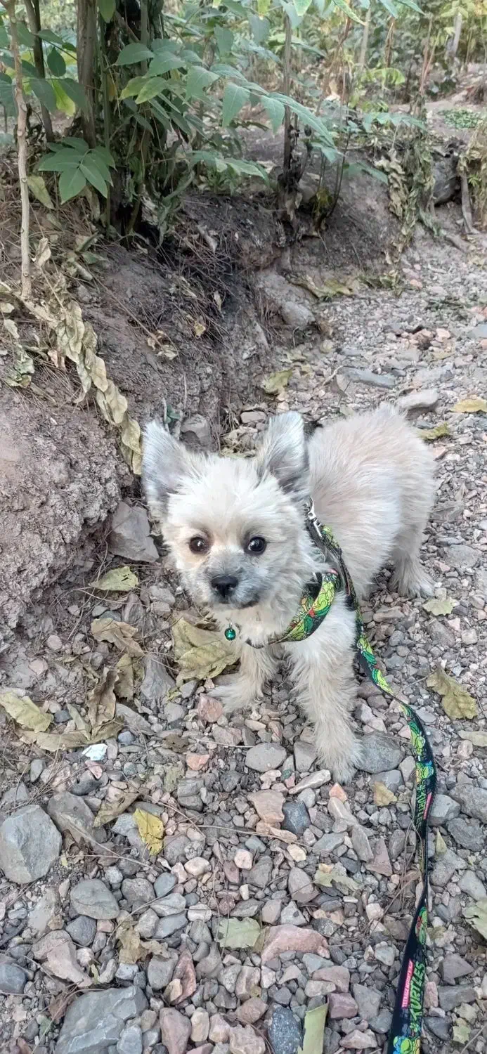 سگ واگذار میشود|سگ|کرمان, |دیوار