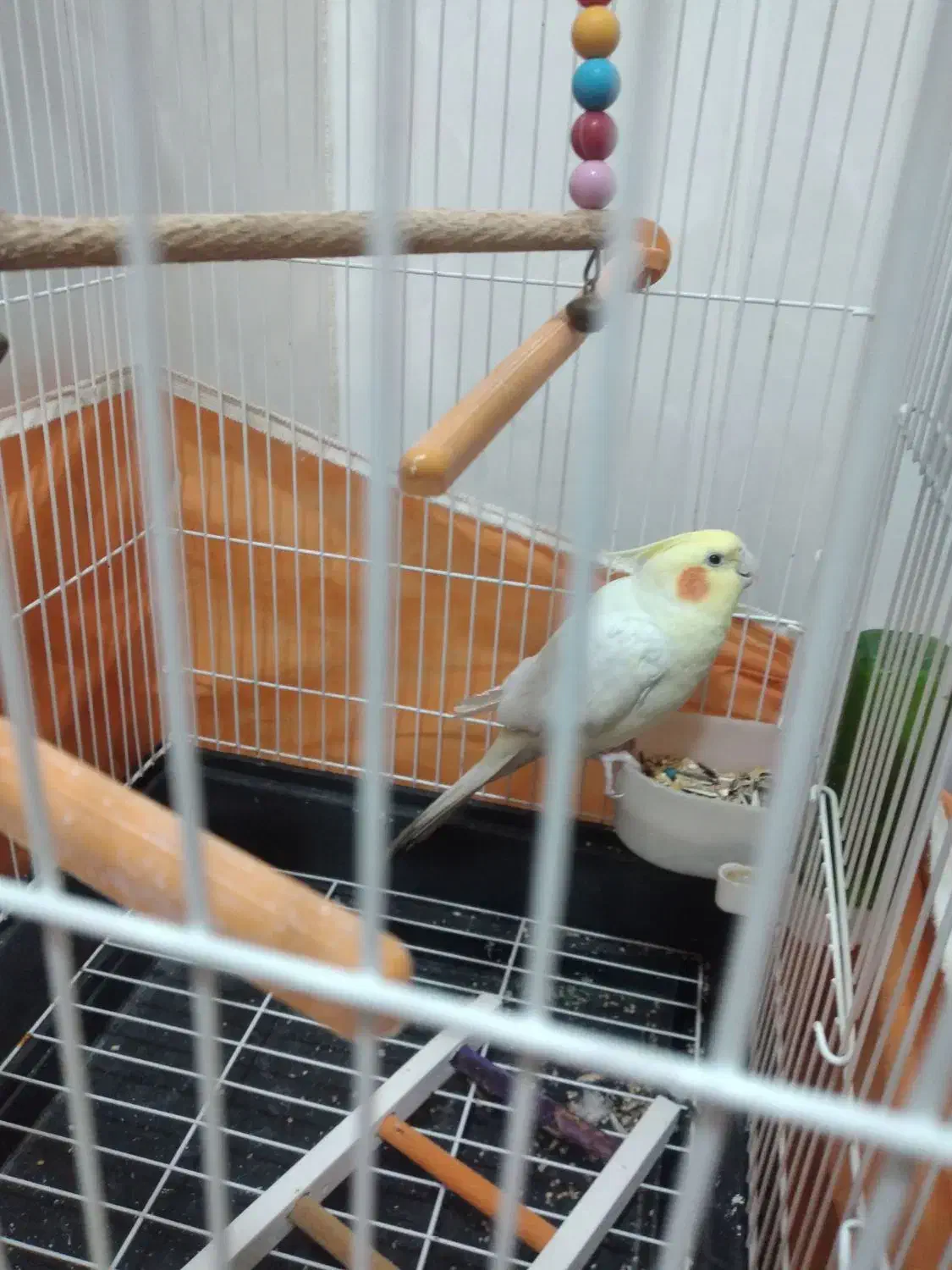 عروس هلندی|پرنده|قم, شهرک فاطمیه|دیوار