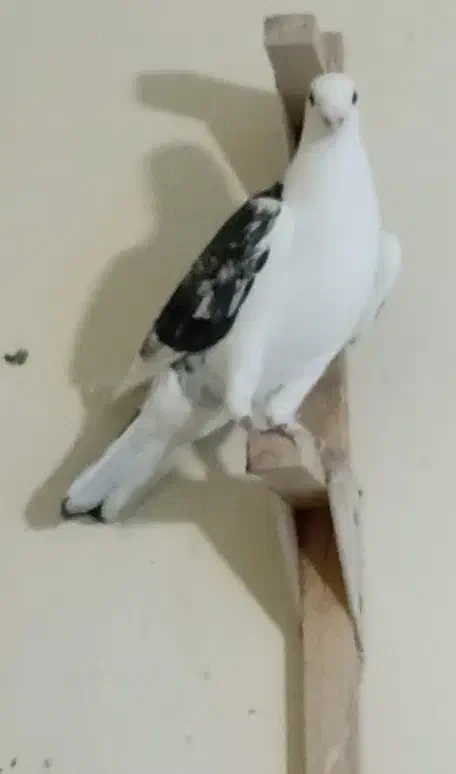 چهارتا نر|پرنده|شیراز, پشم شیشه|دیوار