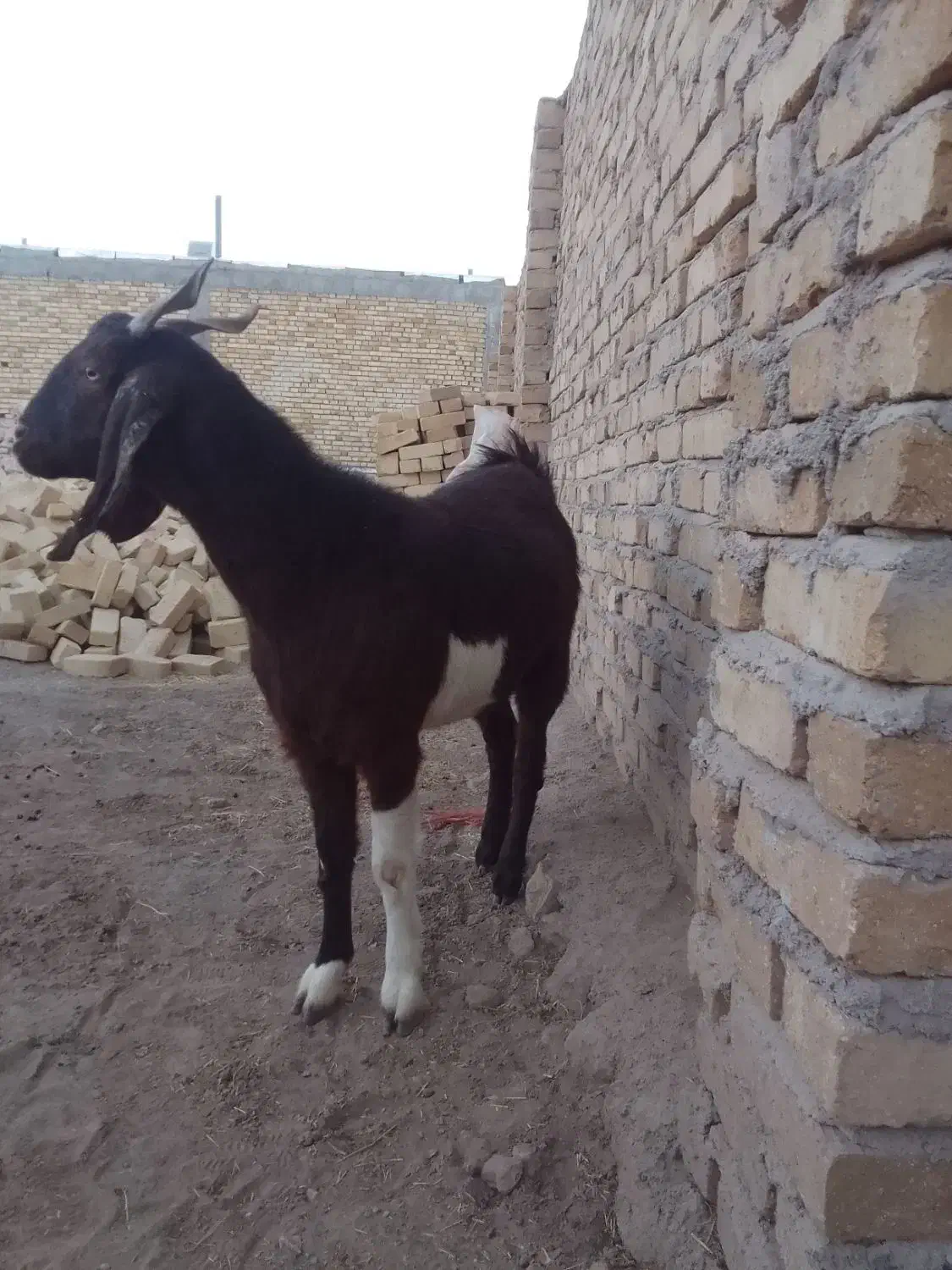 بز ماده جوان|حیوانات مزرعه|همدان, |دیوار