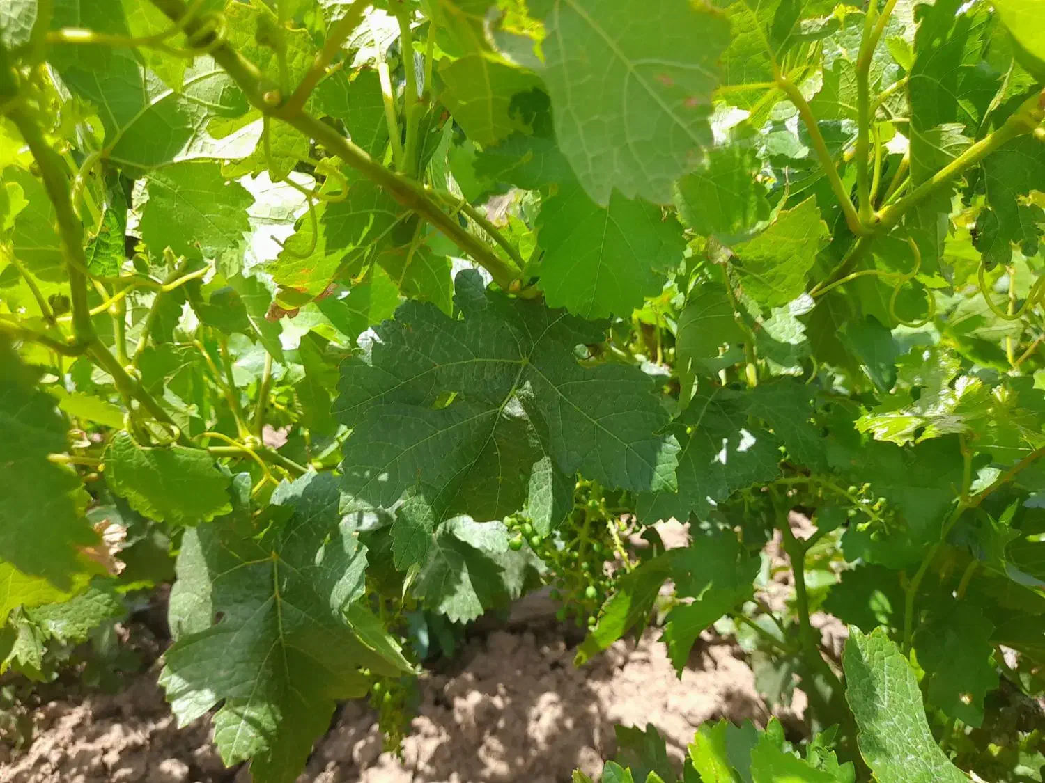 باغ انگور کمال آباد معاوضه هم میشود|فروش دفتر صنعتی، کشاورزی، تجاری|الوند, |دیوار