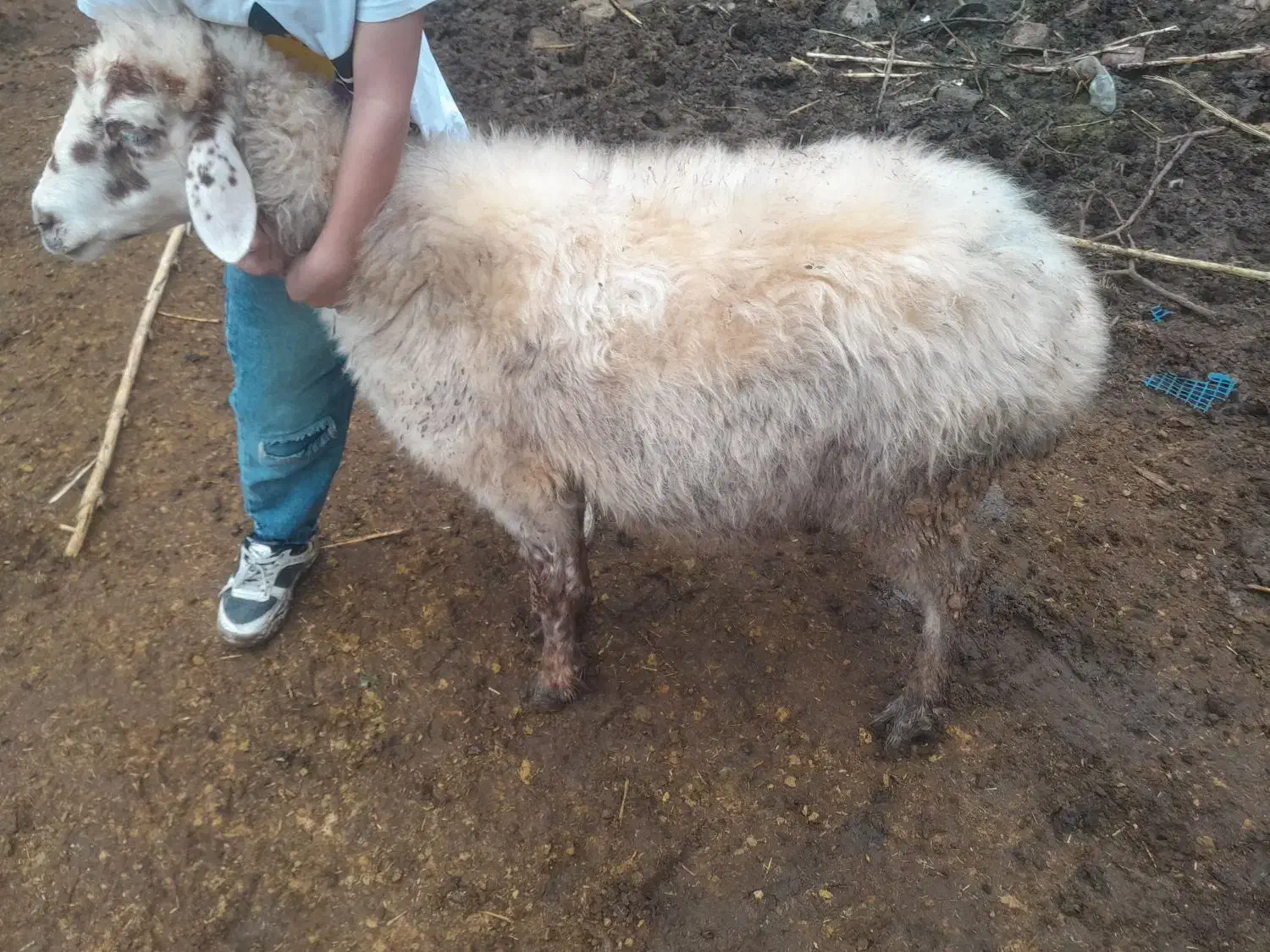 گوسفند گله گرد|حیوانات مزرعه|آزادشهر, |دیوار