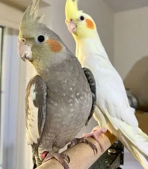 طوطی عروس هلندی ماده|پرنده|بابلسر, |دیوار