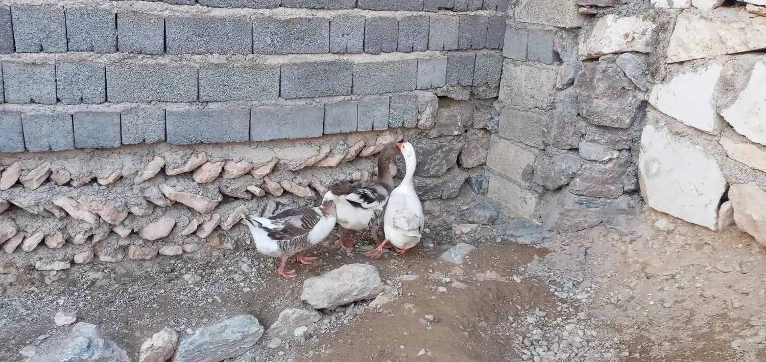 اوردک و غاز محلی|لوازم جانبی حیوانات|دیواندره, |دیوار