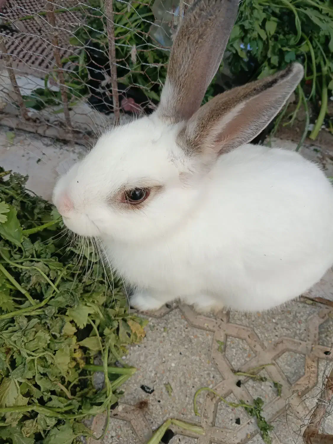 خرگوش|موش و خرگوش|تبریز, |دیوار