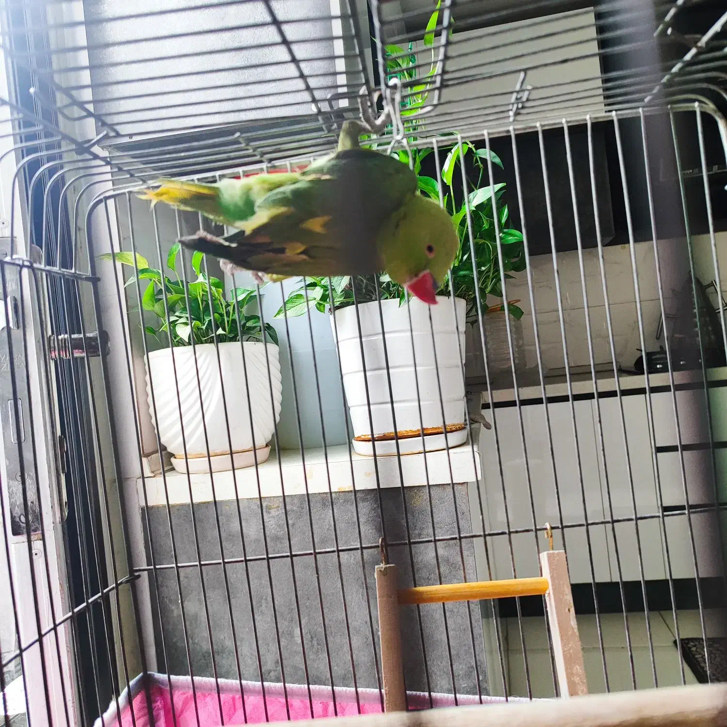 طوطی ملنگو|پرنده|گرگان, |دیوار