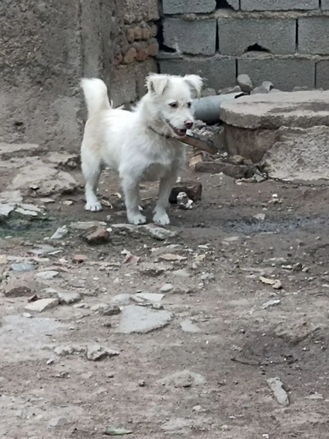 پاکوتاه واگذاری|سگ|نگین شهر, |دیوار