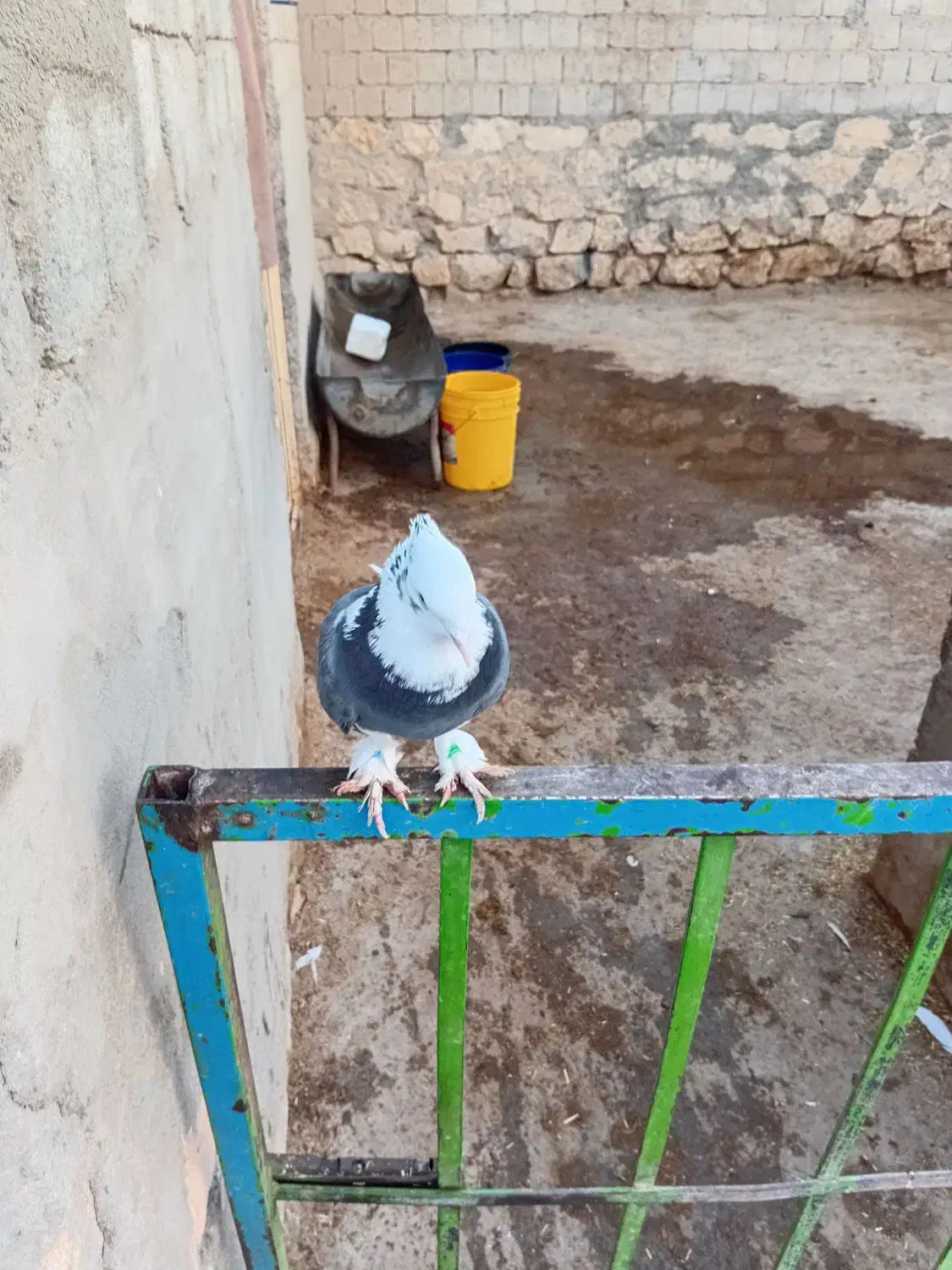 کبوتر شازده ابی|پرنده|نقده, |دیوار