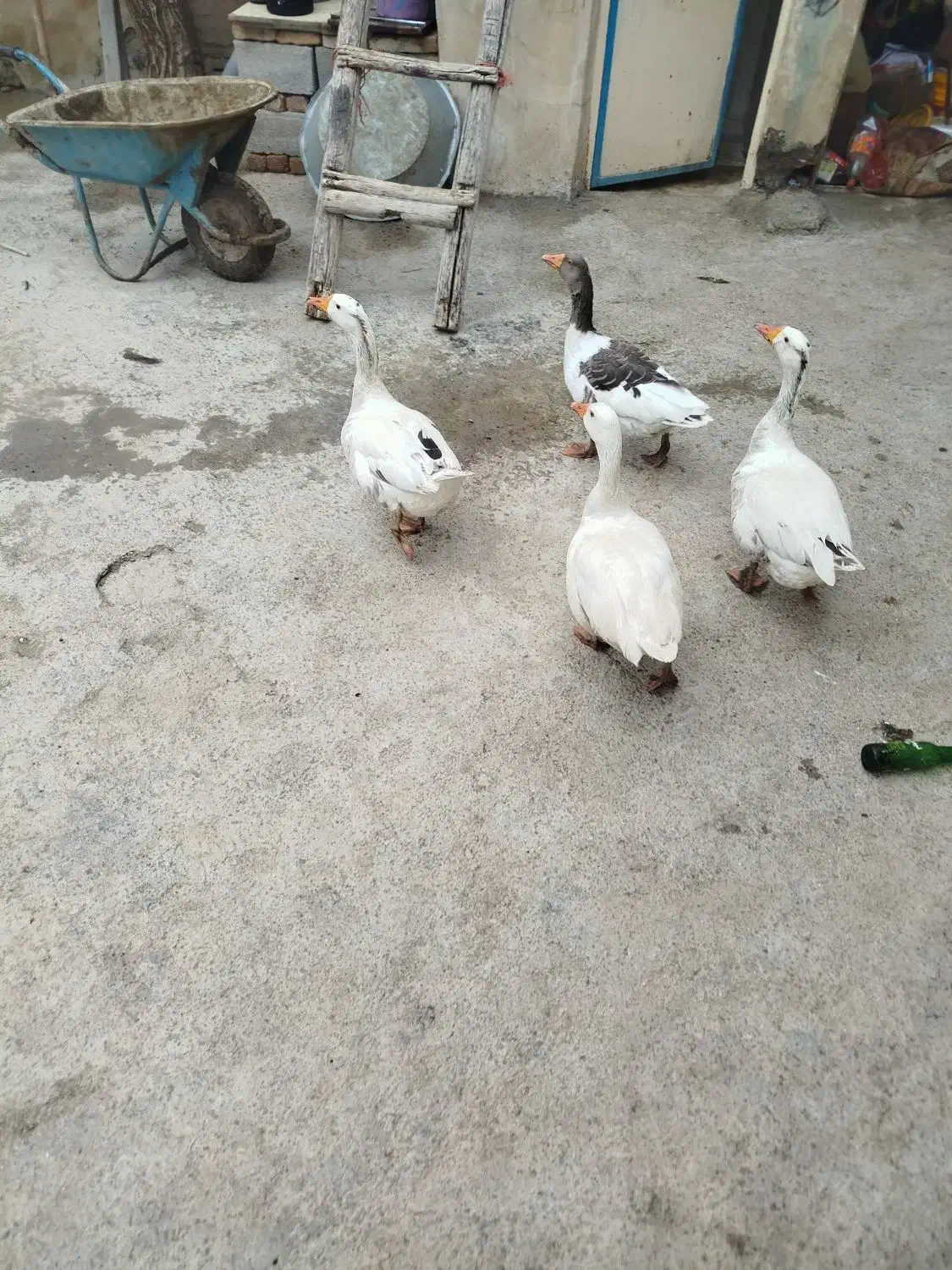 غاز|حیوانات مزرعه|بروجرد, |دیوار