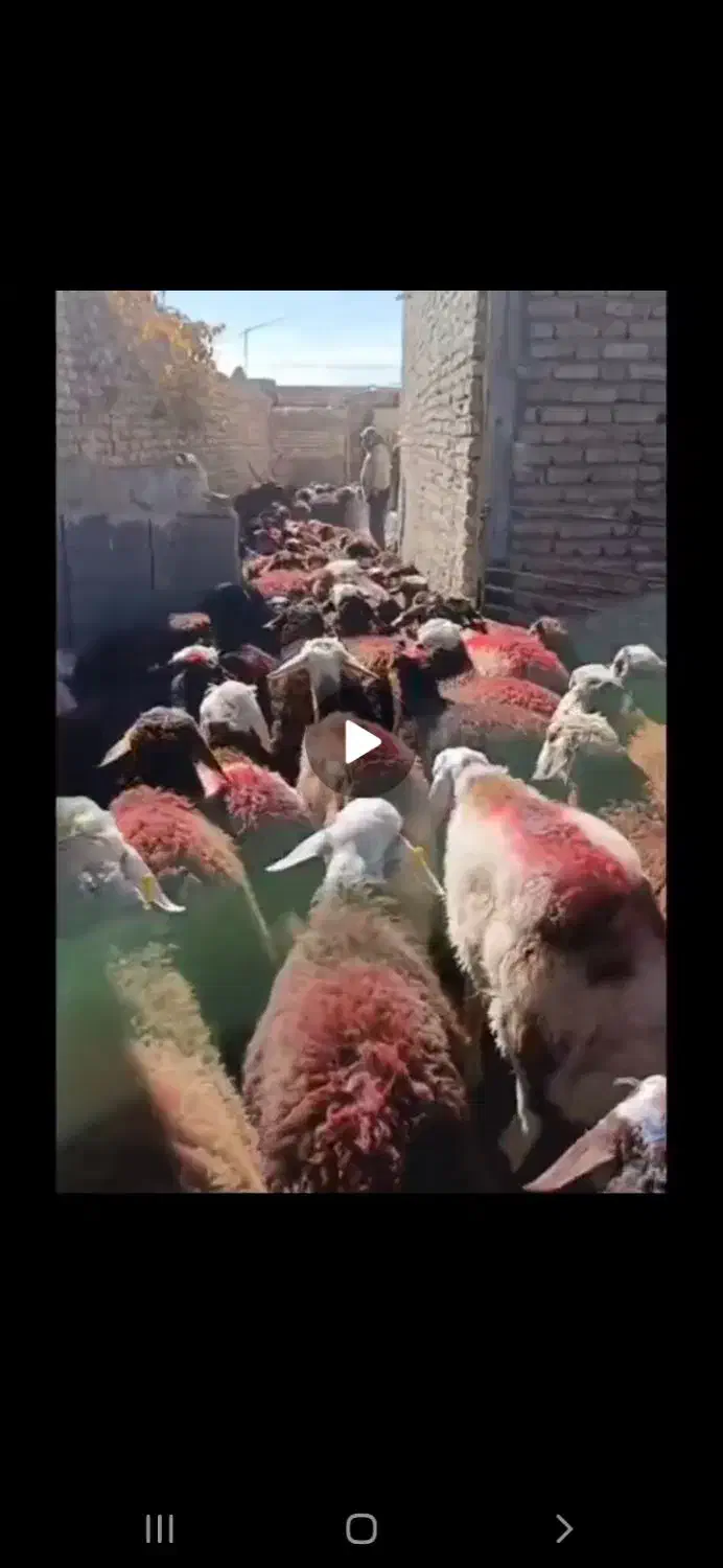 بره نر افشار و بروجردی|حیوانات مزرعه|مشهد, رباط طرق|دیوار