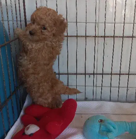 توله سگ پودل تاینی توی عروسک جیبی وزن بلوغ2ونیم|سگ|آمل, |دیوار