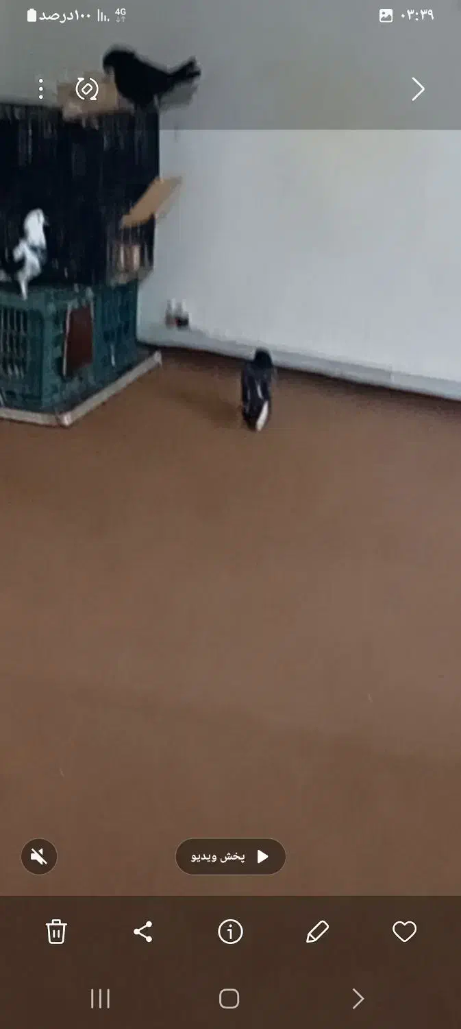 کبوتر دمیری گمشده|پرنده|گرمی, |دیوار