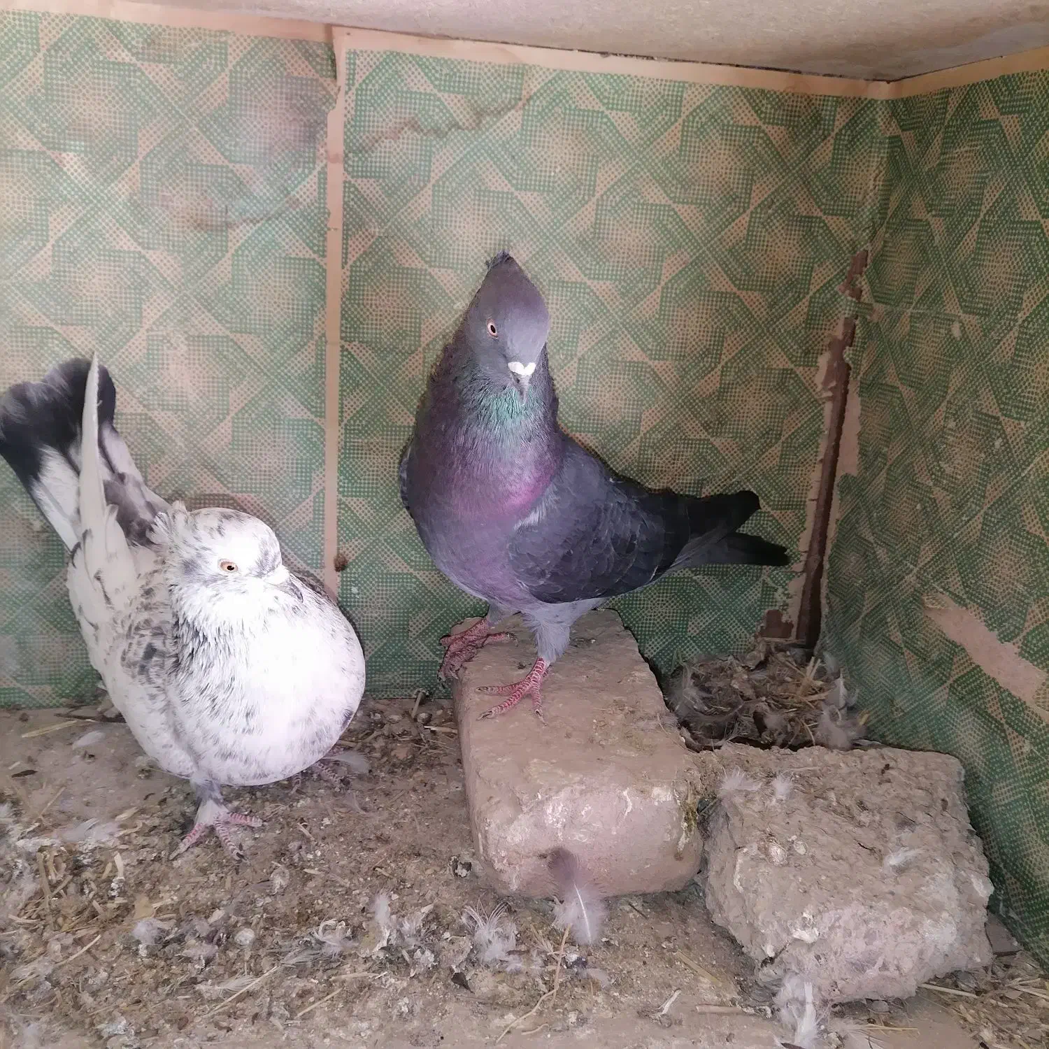 کبوتر پرشی|پرنده|نقده, |دیوار