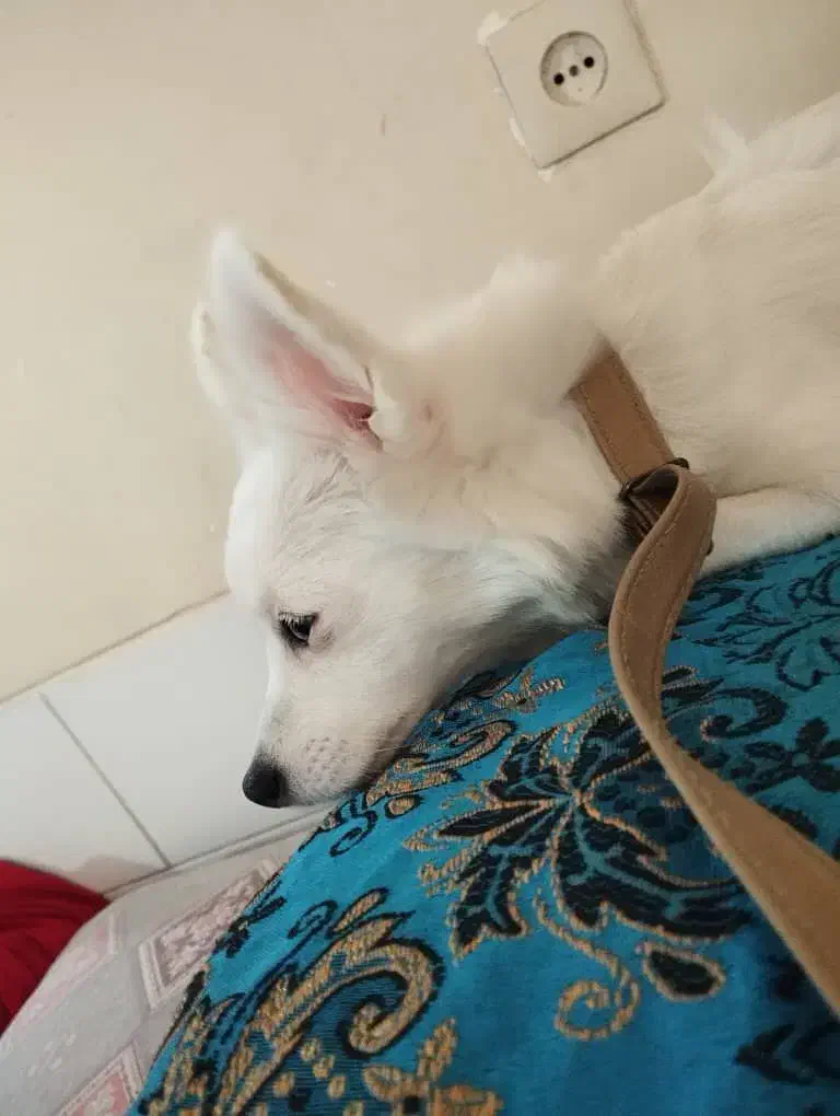 سگ اشپیز پامر|سگ|یزد, |دیوار