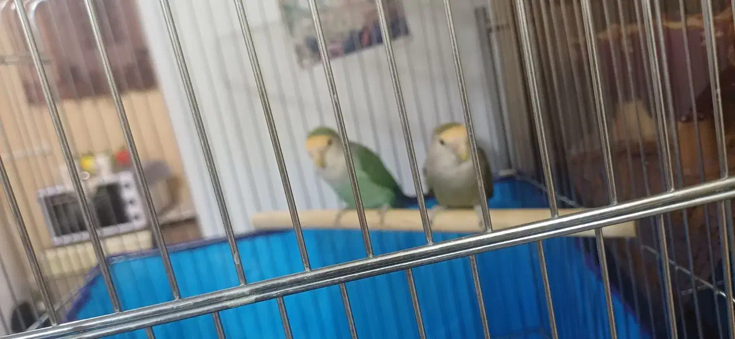 یک جفت مولد برزیلی|پرنده|نهاوند, |دیوار