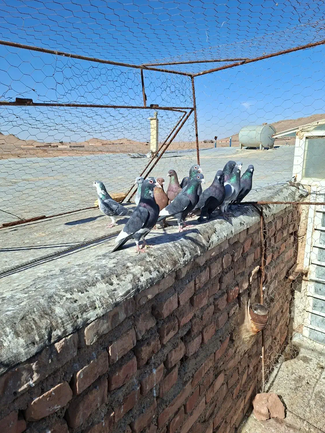 نرسوراخ|پرنده|چترود, |دیوار