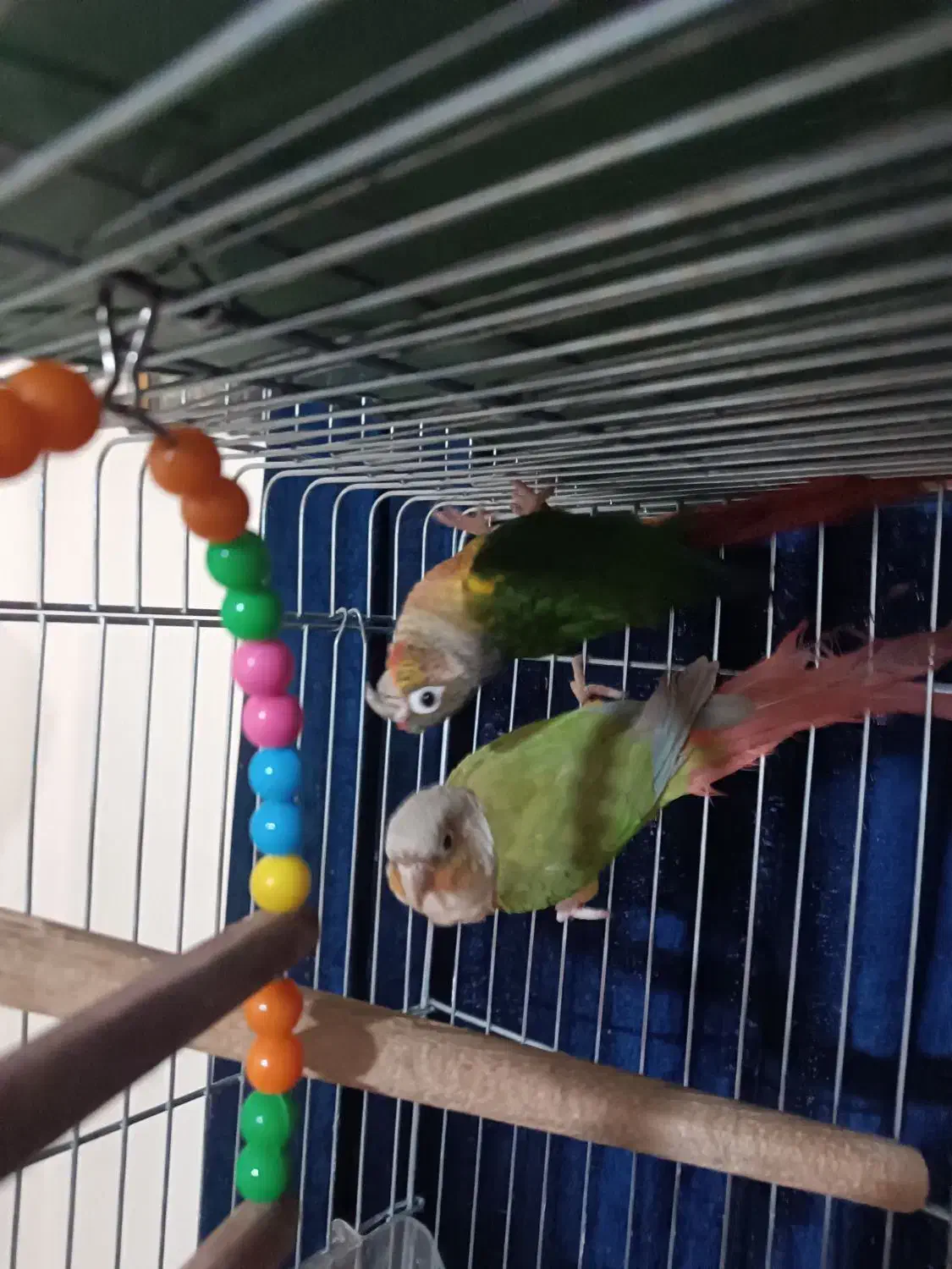 پرنده برزیلی|پرنده|ری, فیروزآبادی|دیوار