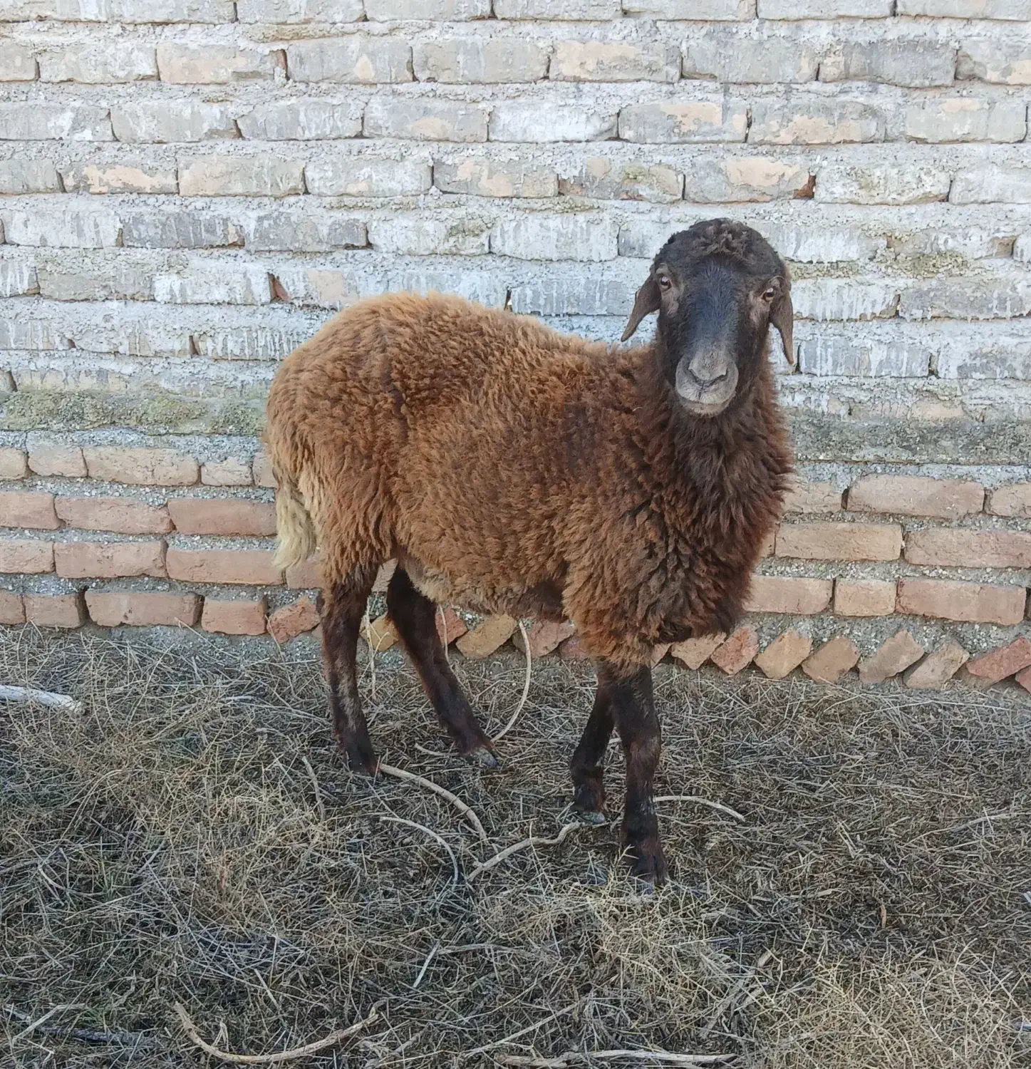 دو تا گوسفند نر|حیوانات مزرعه|گمیشان, |دیوار