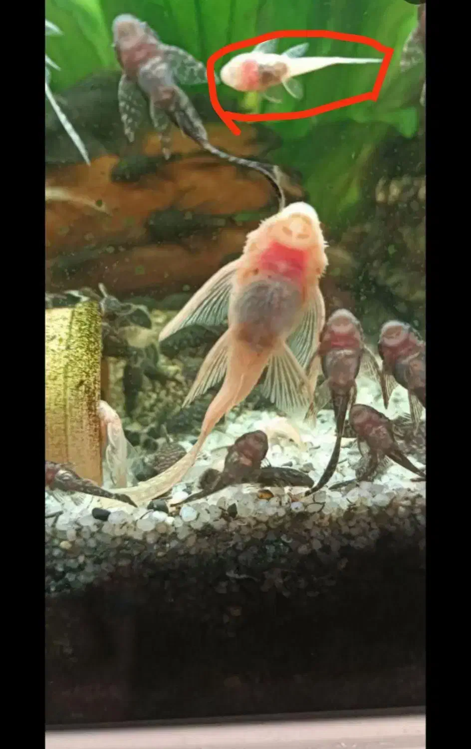 ماهی کتفیش باله بلند|ماهی|شیراز, دلجو|دیوار