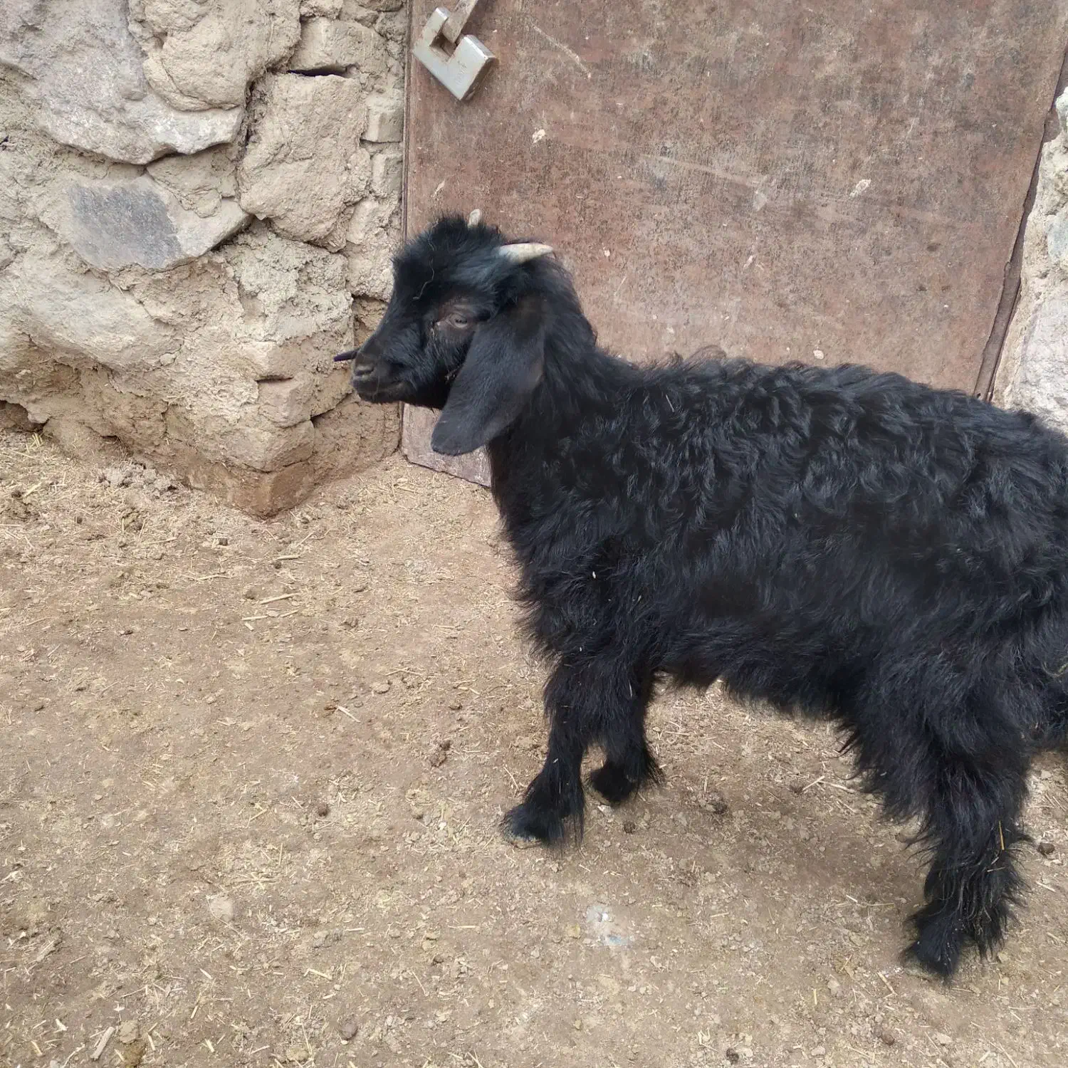 بزقالهنروماده|حیوانات مزرعه|قروه, |دیوار