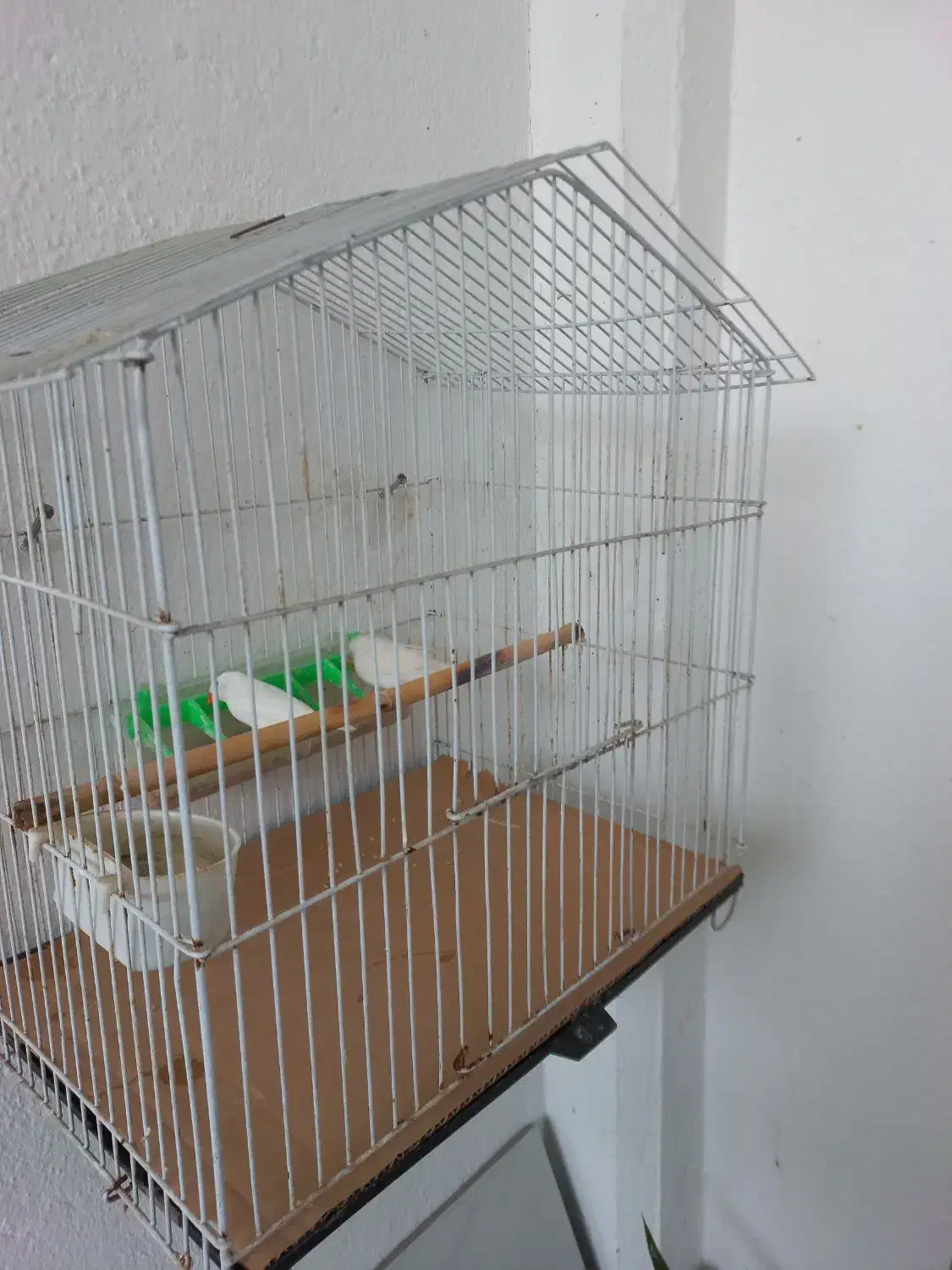 یک عدد فنچ سفید نژاد آلبینو|پرنده|بابلسر, |دیوار