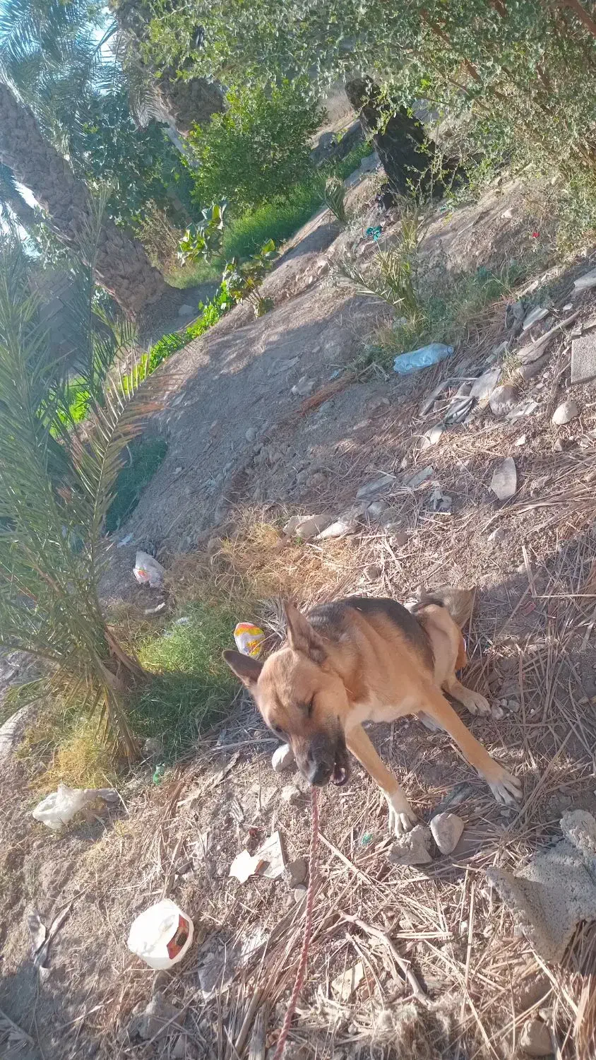 سگ ژرمن|سگ|حاجی آباد, |دیوار