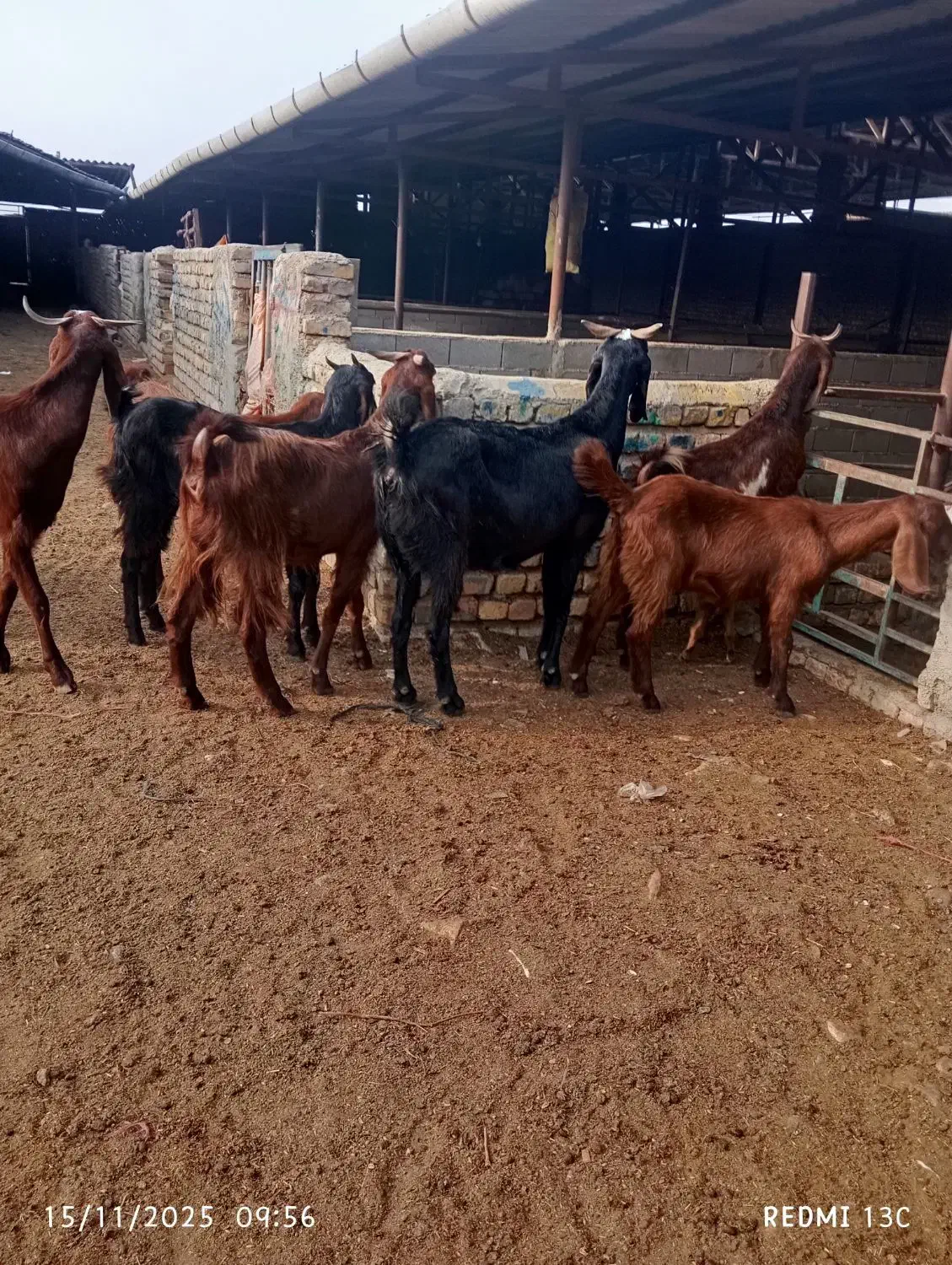 8راس بز جوان دورگ|حیوانات مزرعه|گنبد کاووس, |دیوار