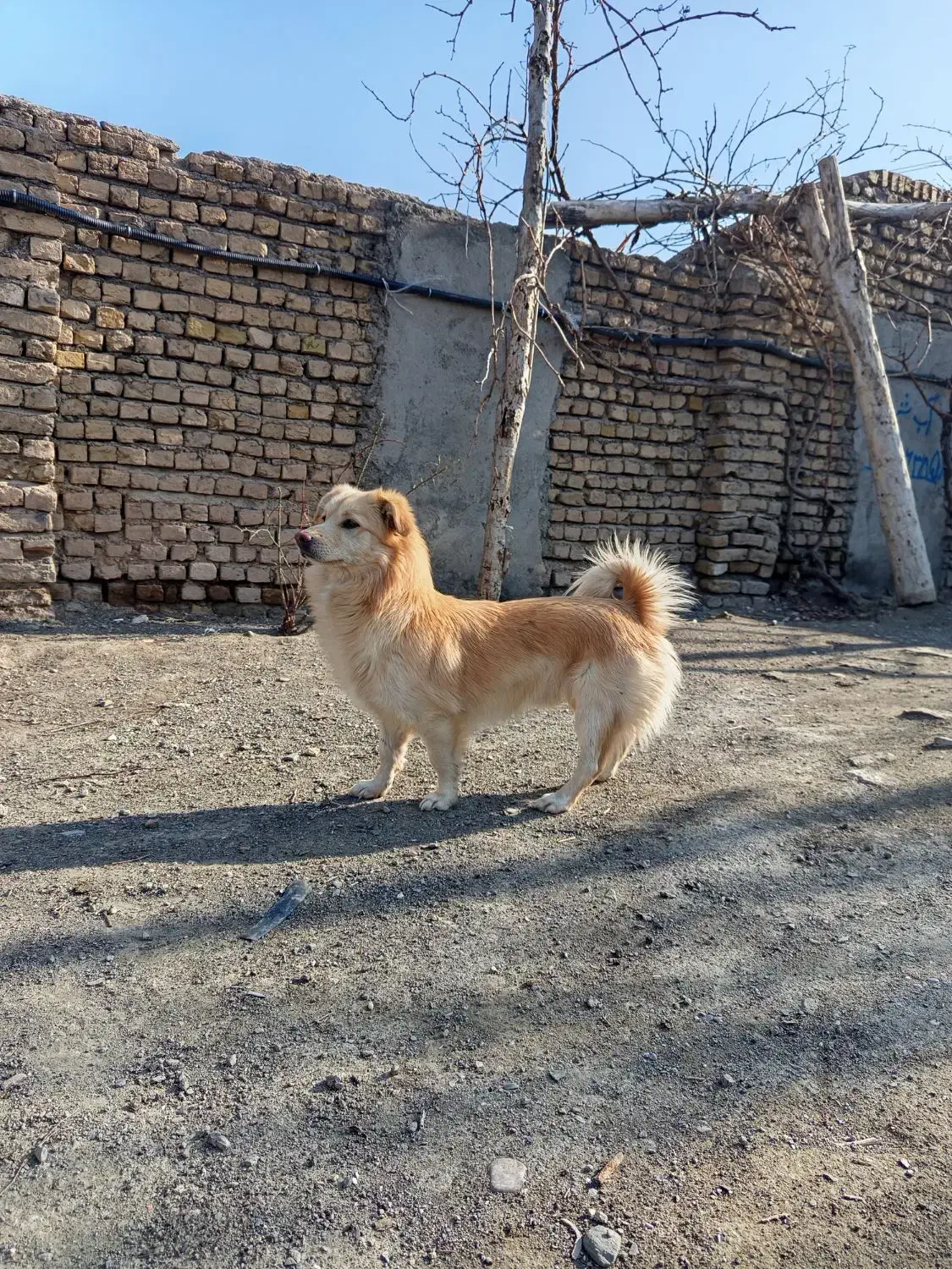 واگذاری|سگ|مشهد, کلاته برفی|دیوار